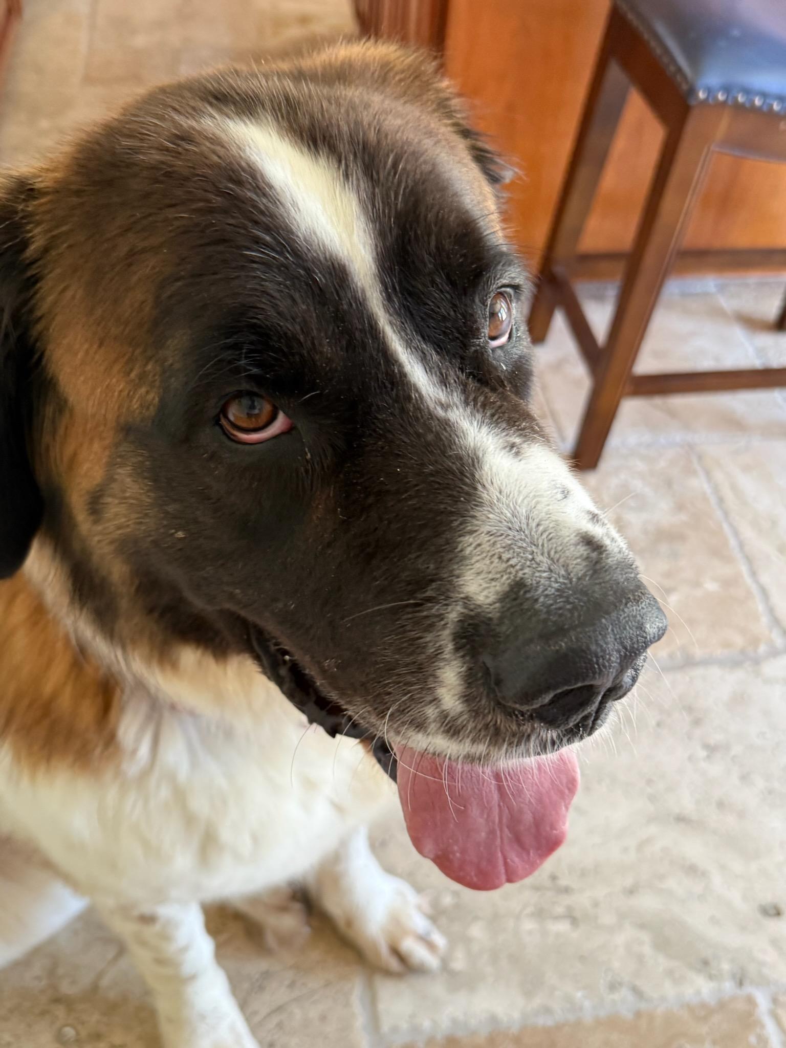 Enlarge Osa, a Adoptable Saint Bernard in Bellflower, CA image 2/5