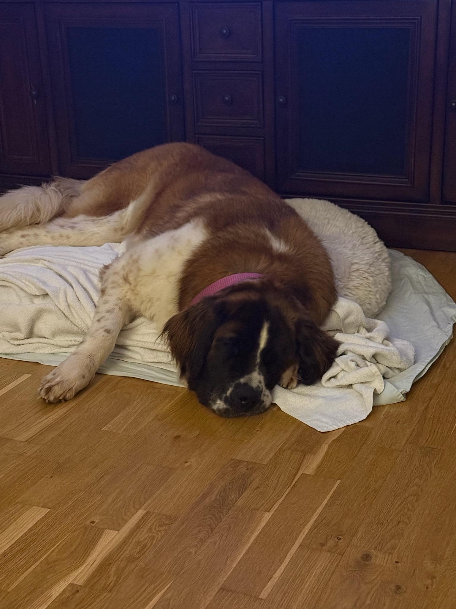 Enlarge Osa, a Adoptable Saint Bernard in Bellflower, CA image 3/5