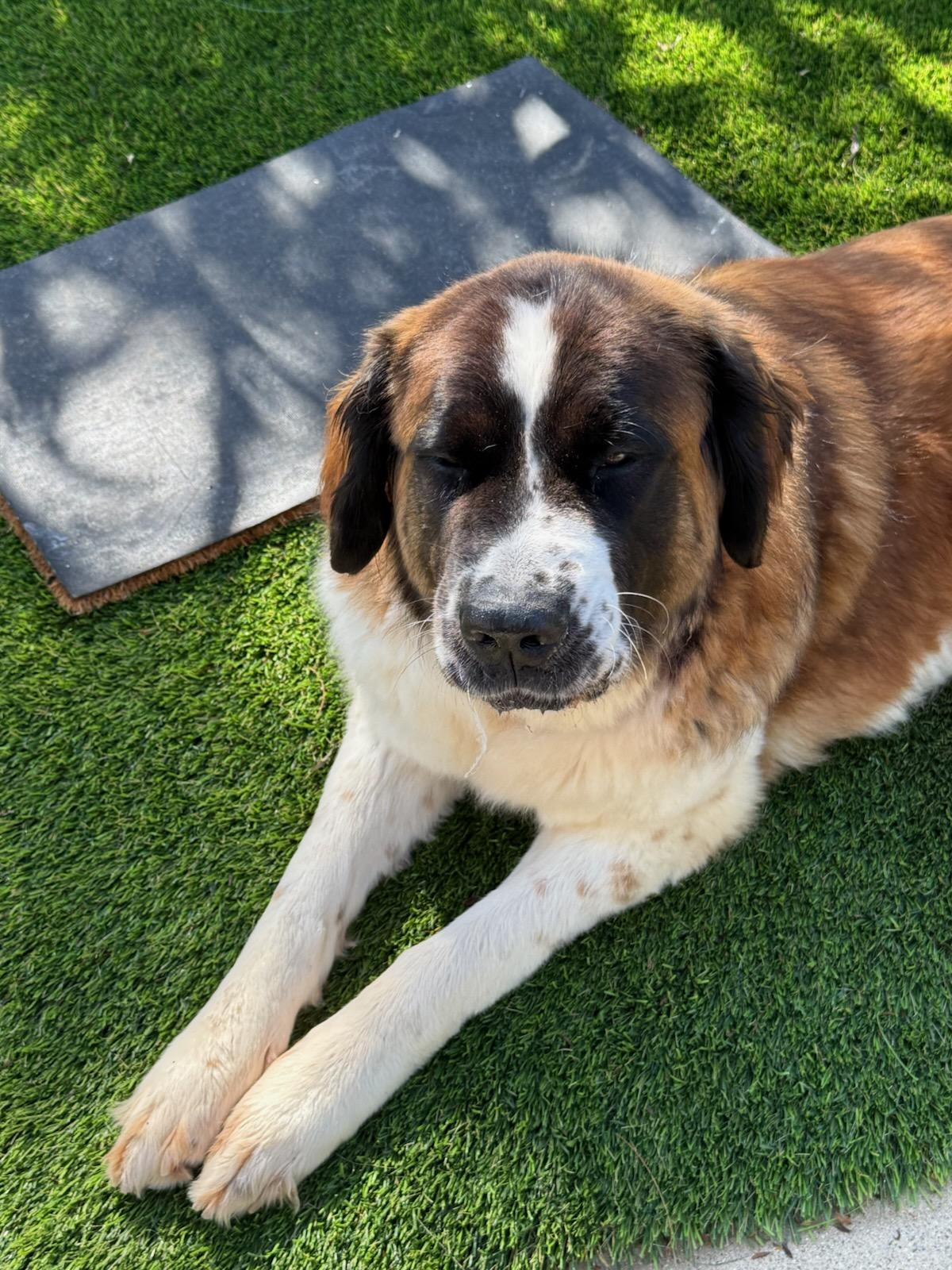 Enlarge Osa, a Adoptable Saint Bernard in Bellflower, CA image 4/5