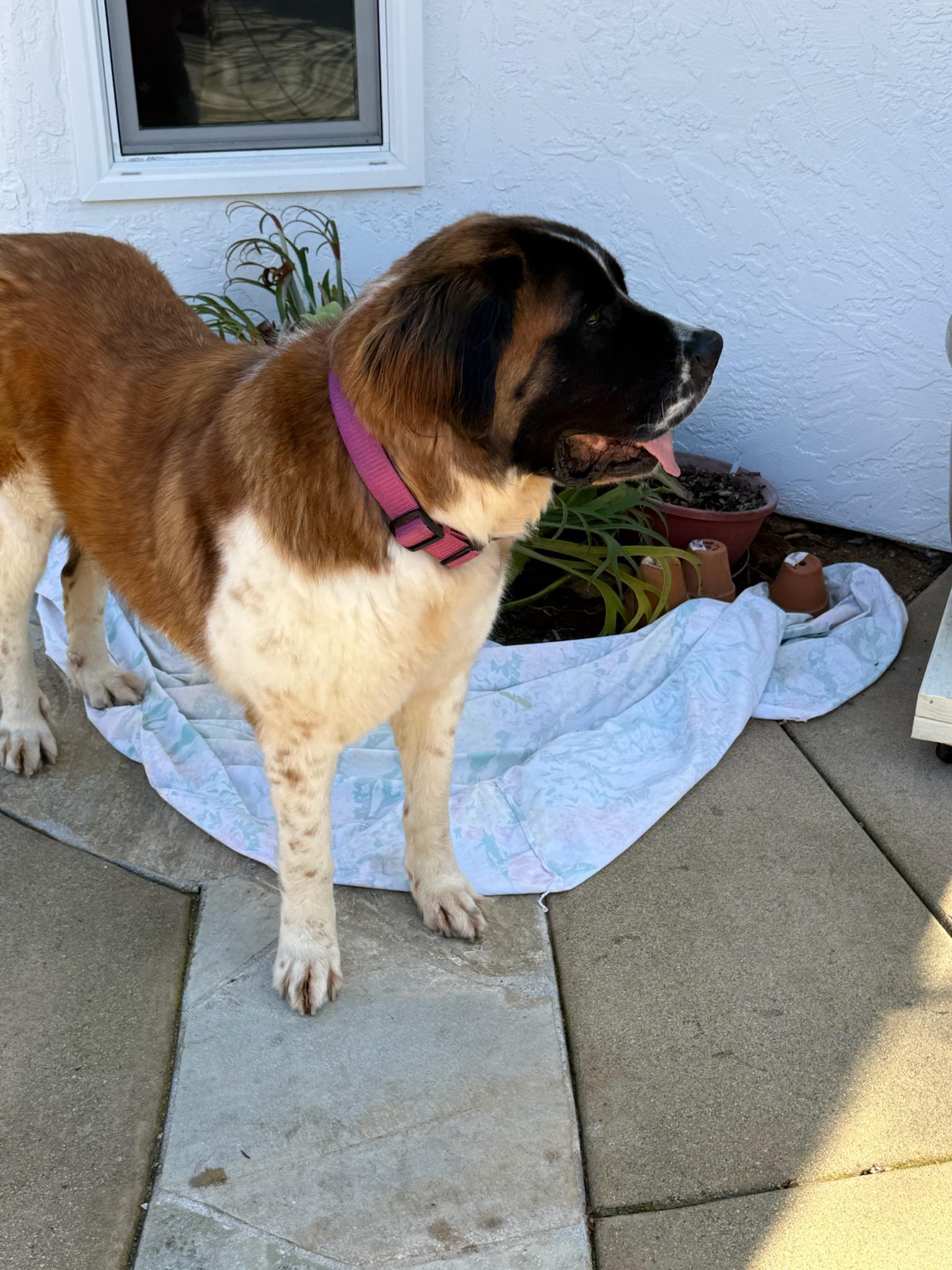 Enlarge Osa, a Adoptable Saint Bernard in Bellflower, CA image 5/5