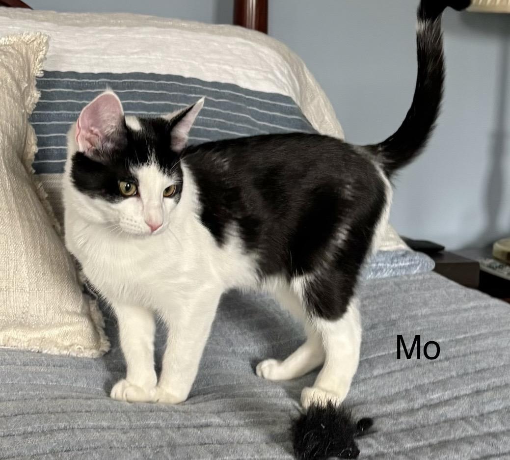 Enlarge Mo, a Adoptable Domestic Short Hair in Allentown, NJ image 3/4