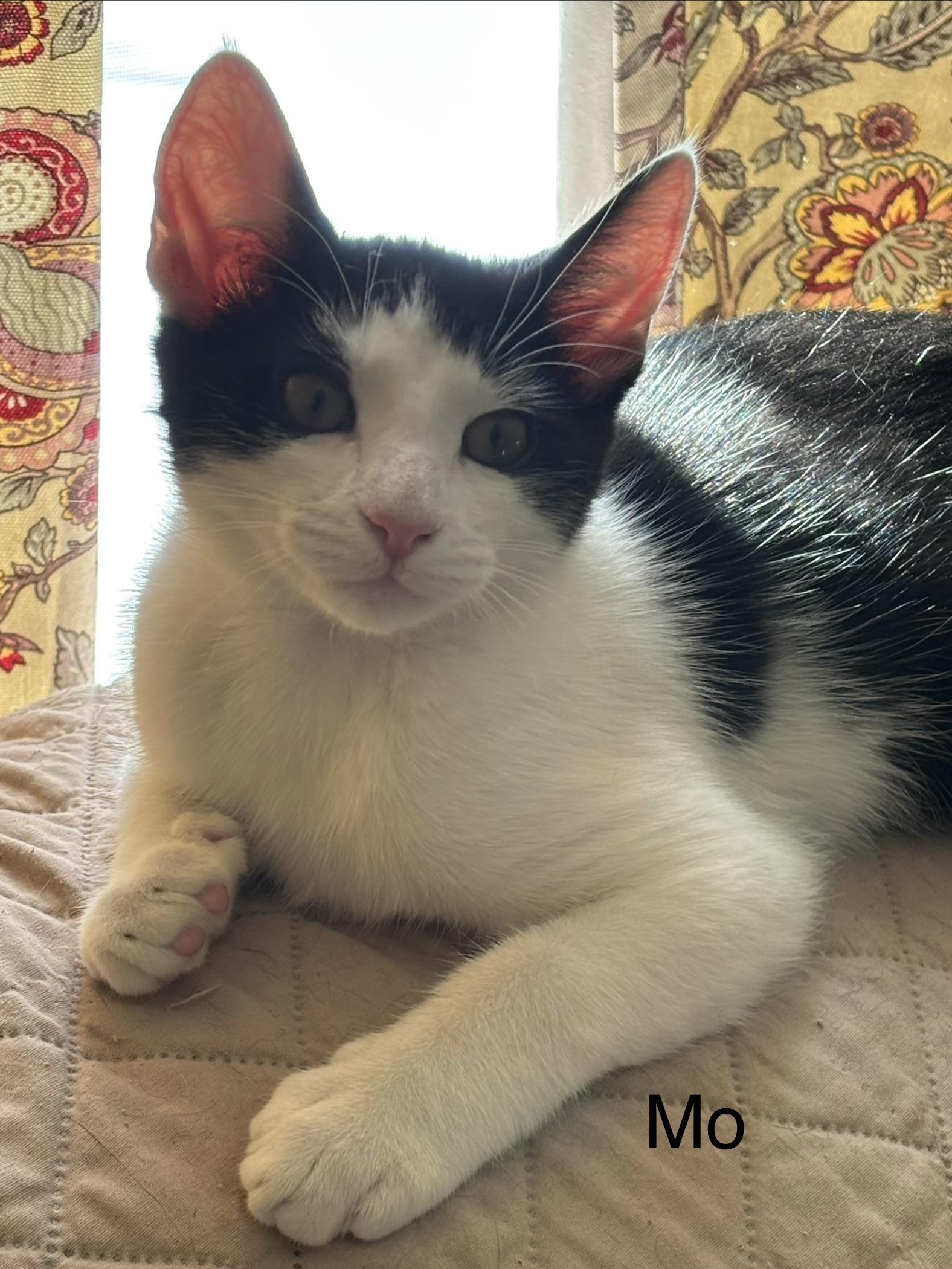 Enlarge Mo, a Adoptable Domestic Short Hair in Allentown, NJ image 4/4