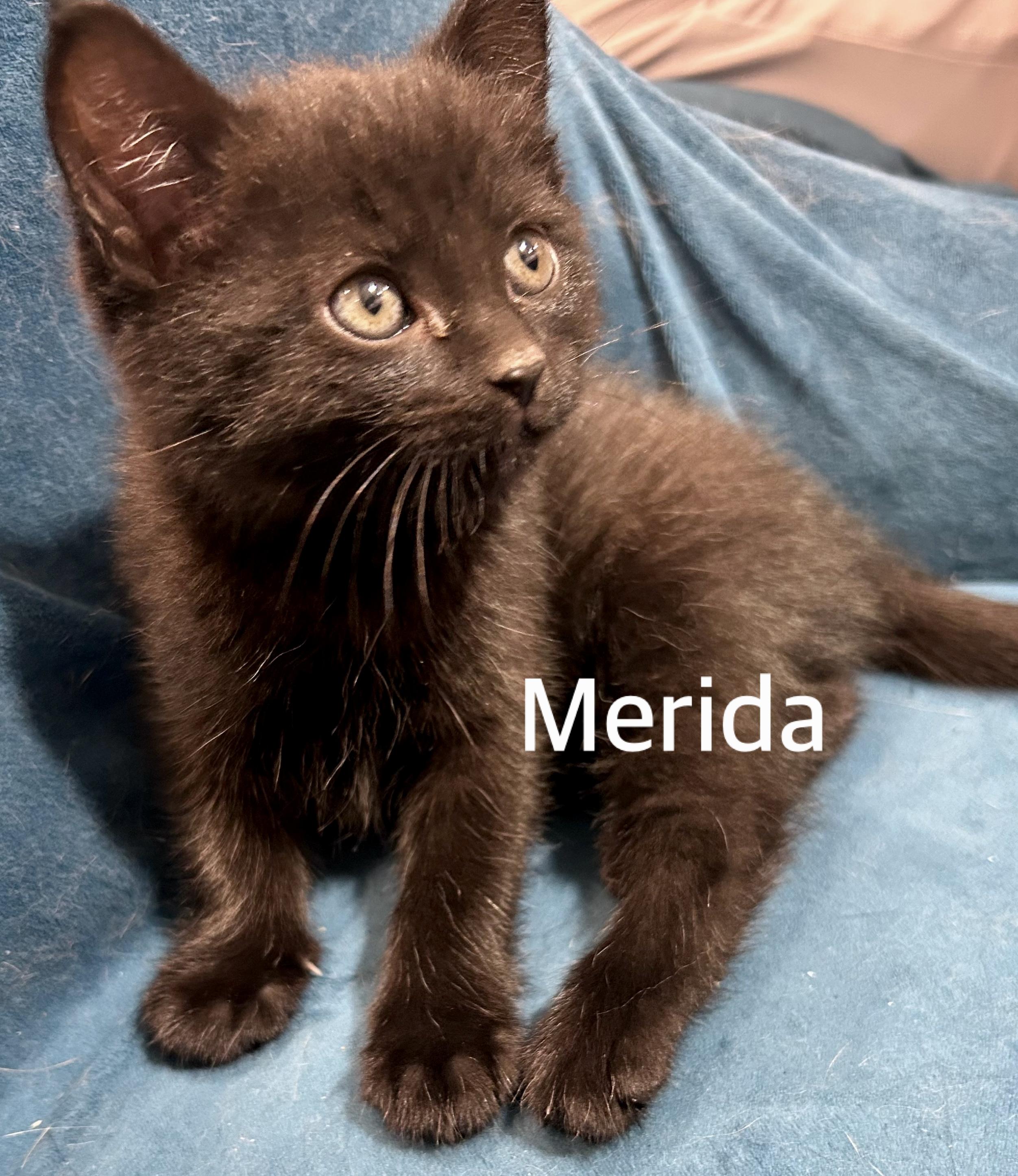 Merida, ADOPTABLE, Kitten Female Domestic Short Hair.