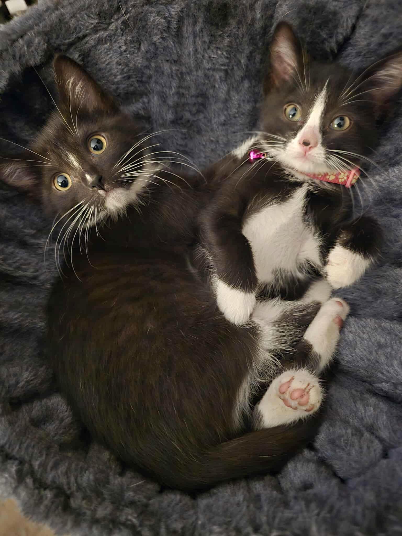 Corabelle  - Affectionate, playful and snuggly, Baby Female Domestic Short Hair