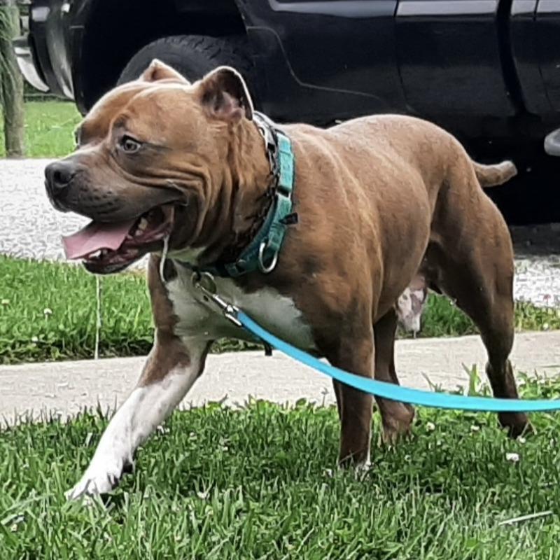 Captain Chunk, Adoptable, Adult Male Pit Bull Terrier.