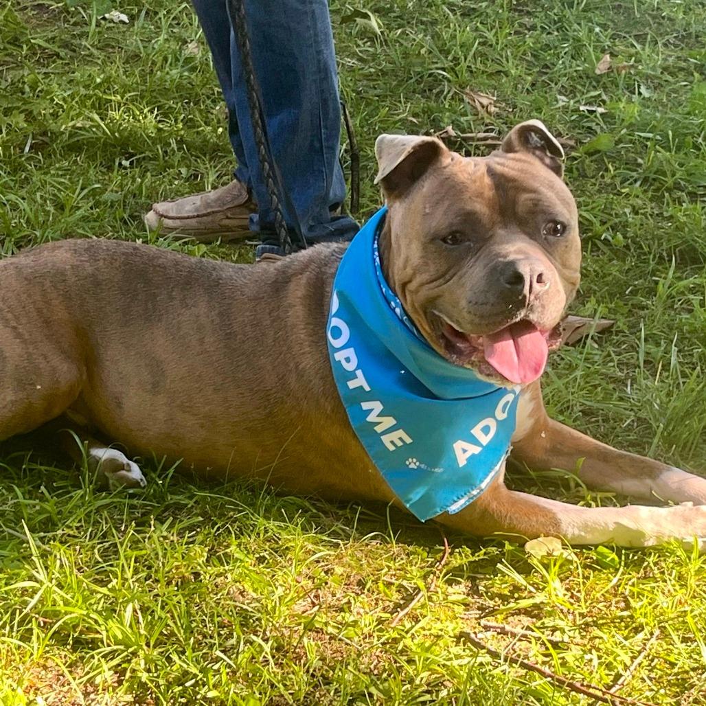 Enlarge Captain Chunk, a Adoptable Pit Bull Terrier in Mooresville, IN image 2/5