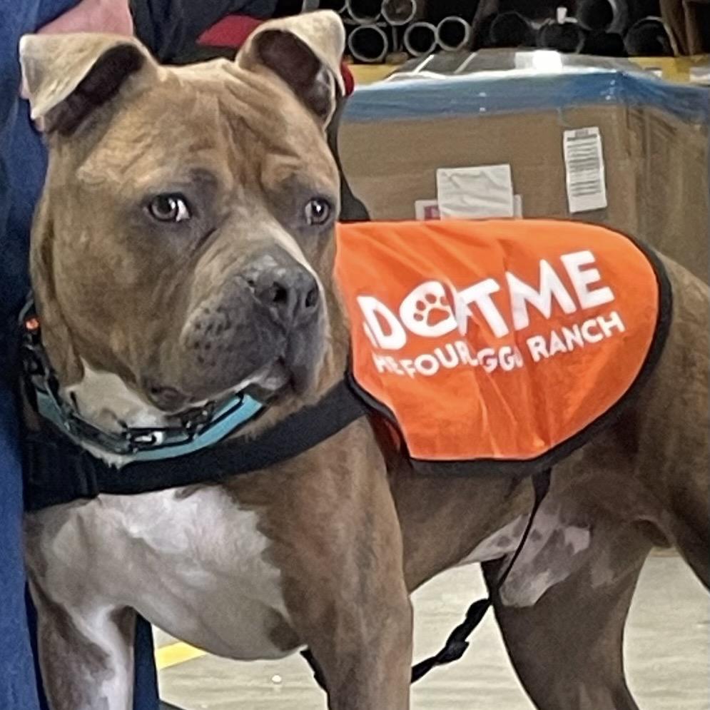 Enlarge Captain Chunk, a Adoptable Pit Bull Terrier in Mooresville, IN image 3/5