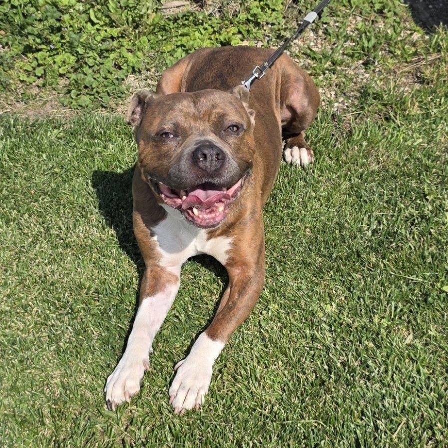 Captain Chunk, a Adoptable Pit Bull Terrier in Mooresville, IN image 3/5