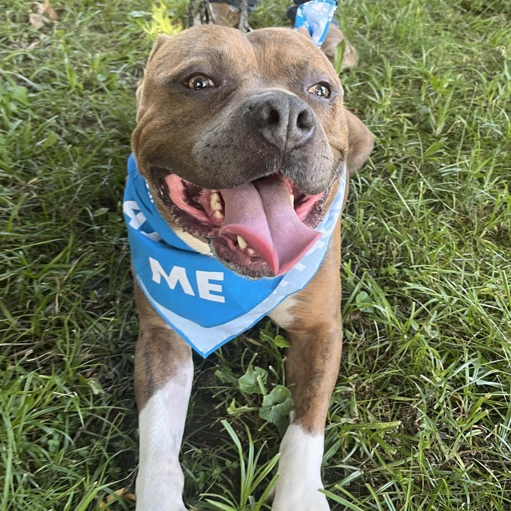 Enlarge Captain Chunk, a Adoptable Pit Bull Terrier in Mooresville, IN image 4/5