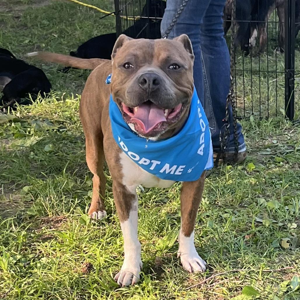 Enlarge Captain Chunk, a Adoptable Pit Bull Terrier in Mooresville, IN image 5/5