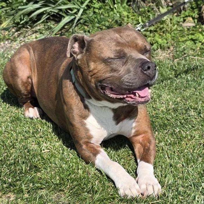 Captain Chunk, a Adoptable Pit Bull Terrier in Mooresville, IN image 5/5