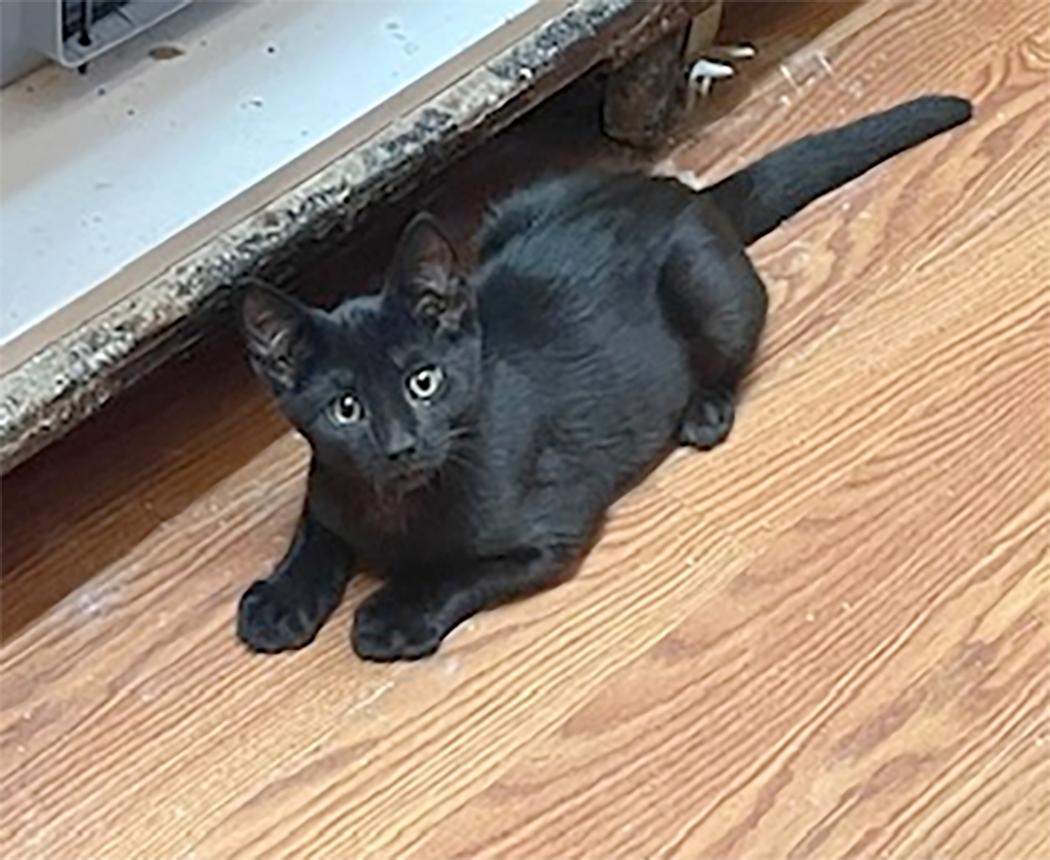 Krypto, a Adoptable Domestic Short Hair in Weehawken, NJ image 1/3