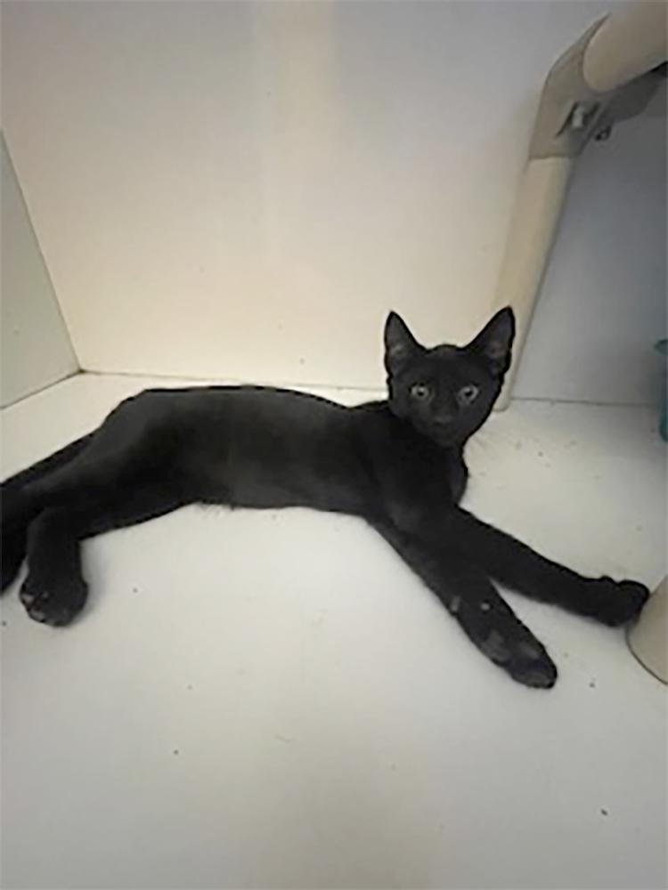 Krypto, a Adoptable Domestic Short Hair in Weehawken, NJ image 2/3