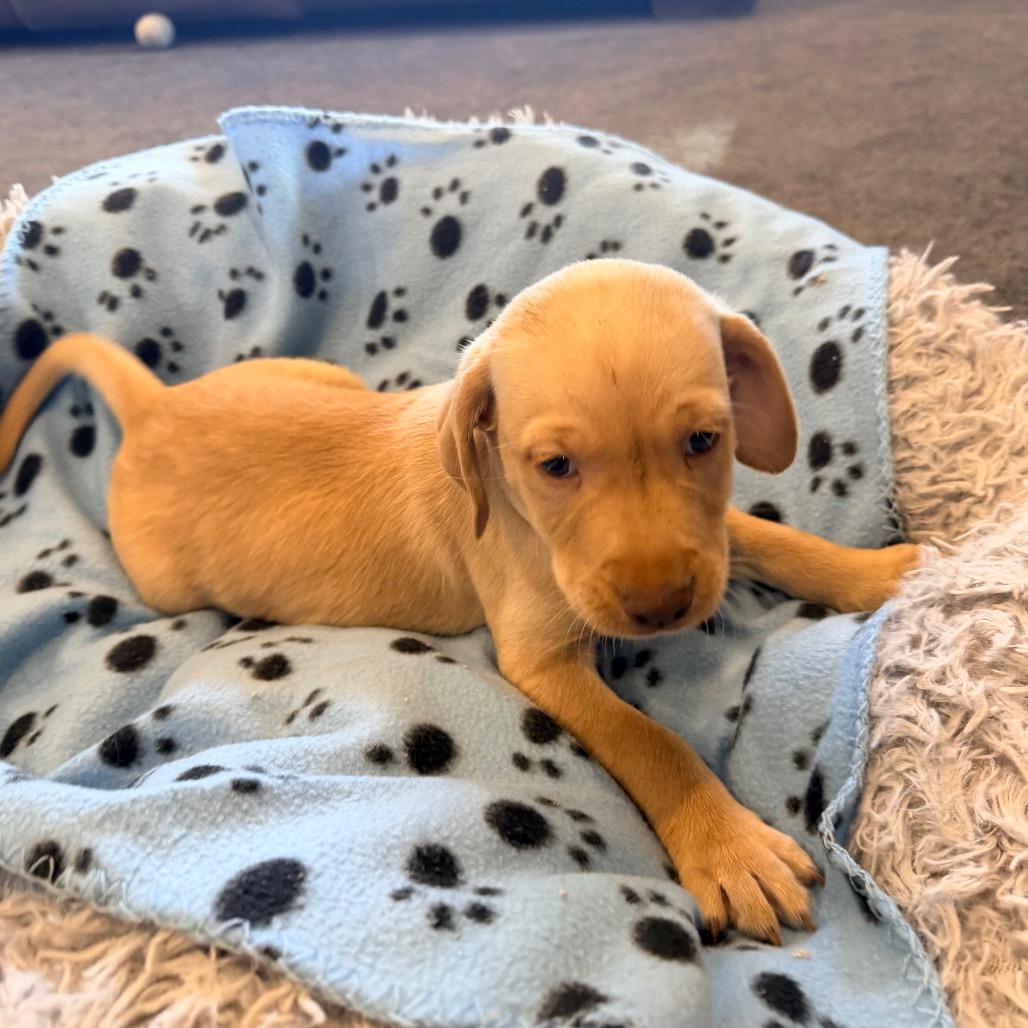 Tinsel(Christmas Crew), Adoptable, Puppy Male Poodle & Labrador Retriever.