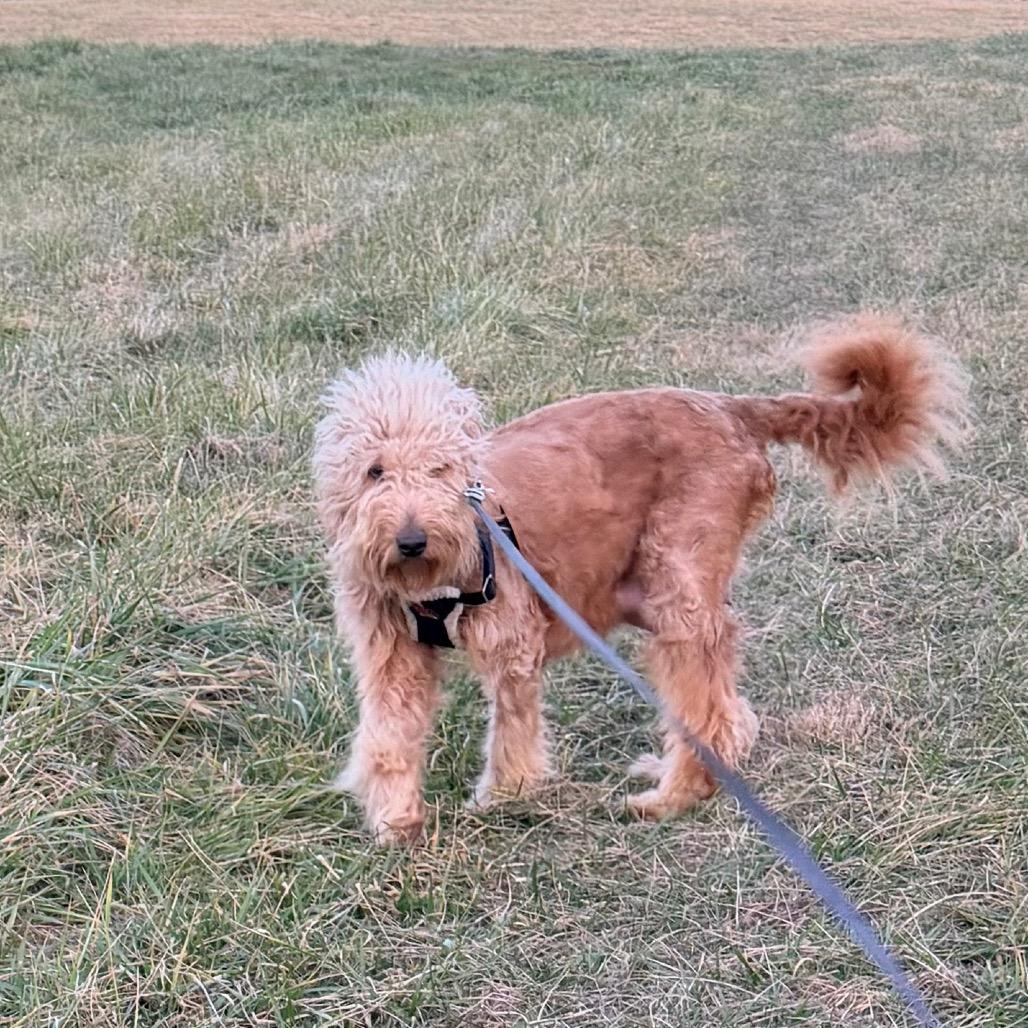Tinsel(Christmas Crew), Adoptable, Puppy Male Yellow Labrador Retriever & Poodle.