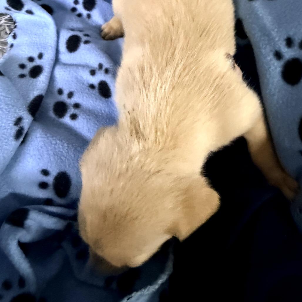 Enlarge Tinsel(Christmas Crew), a Adoptable mixed breed in Lenoir, NC image 2/3