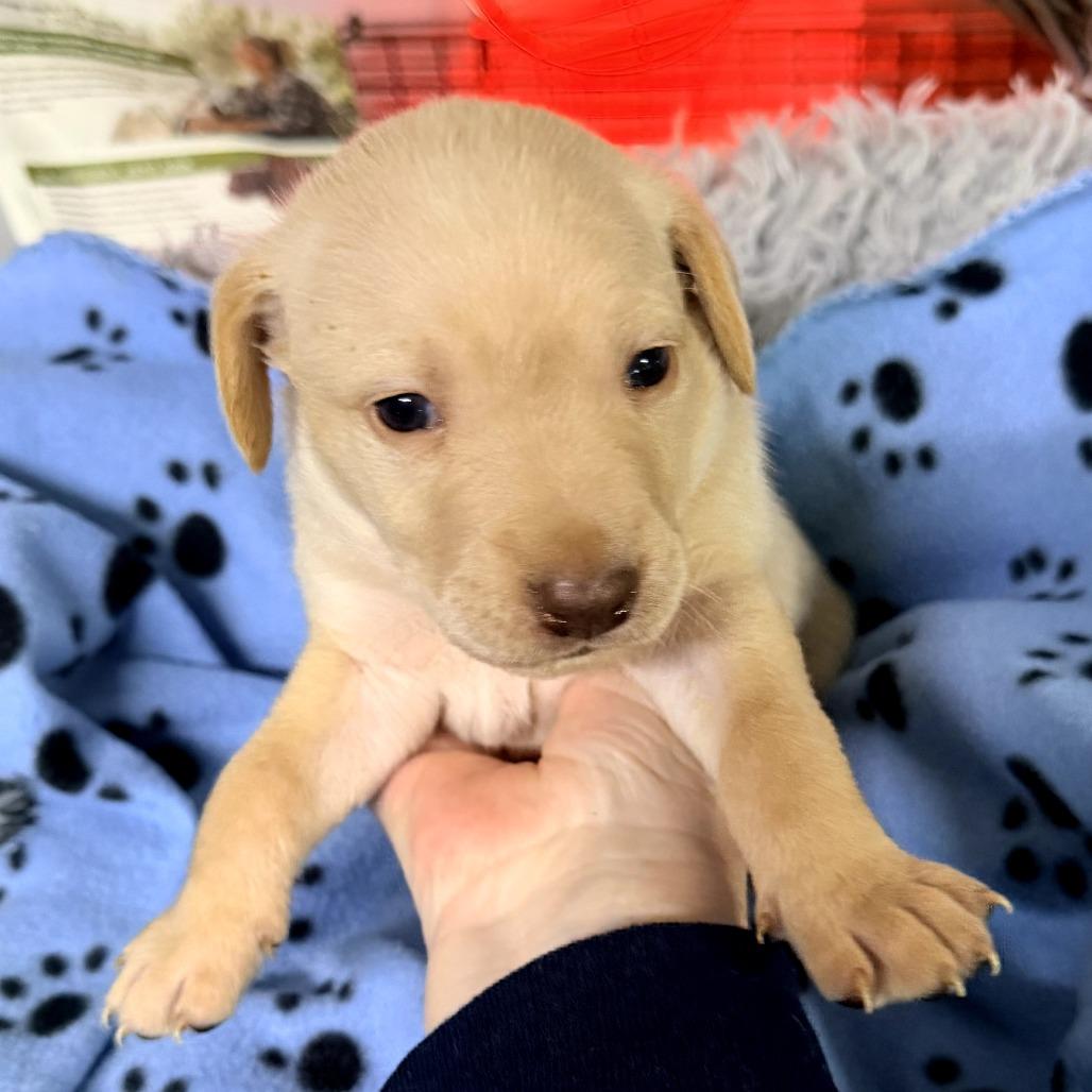Enlarge Tinsel(Christmas Crew), a Adoptable mixed breed in Lenoir, NC image 3/3
