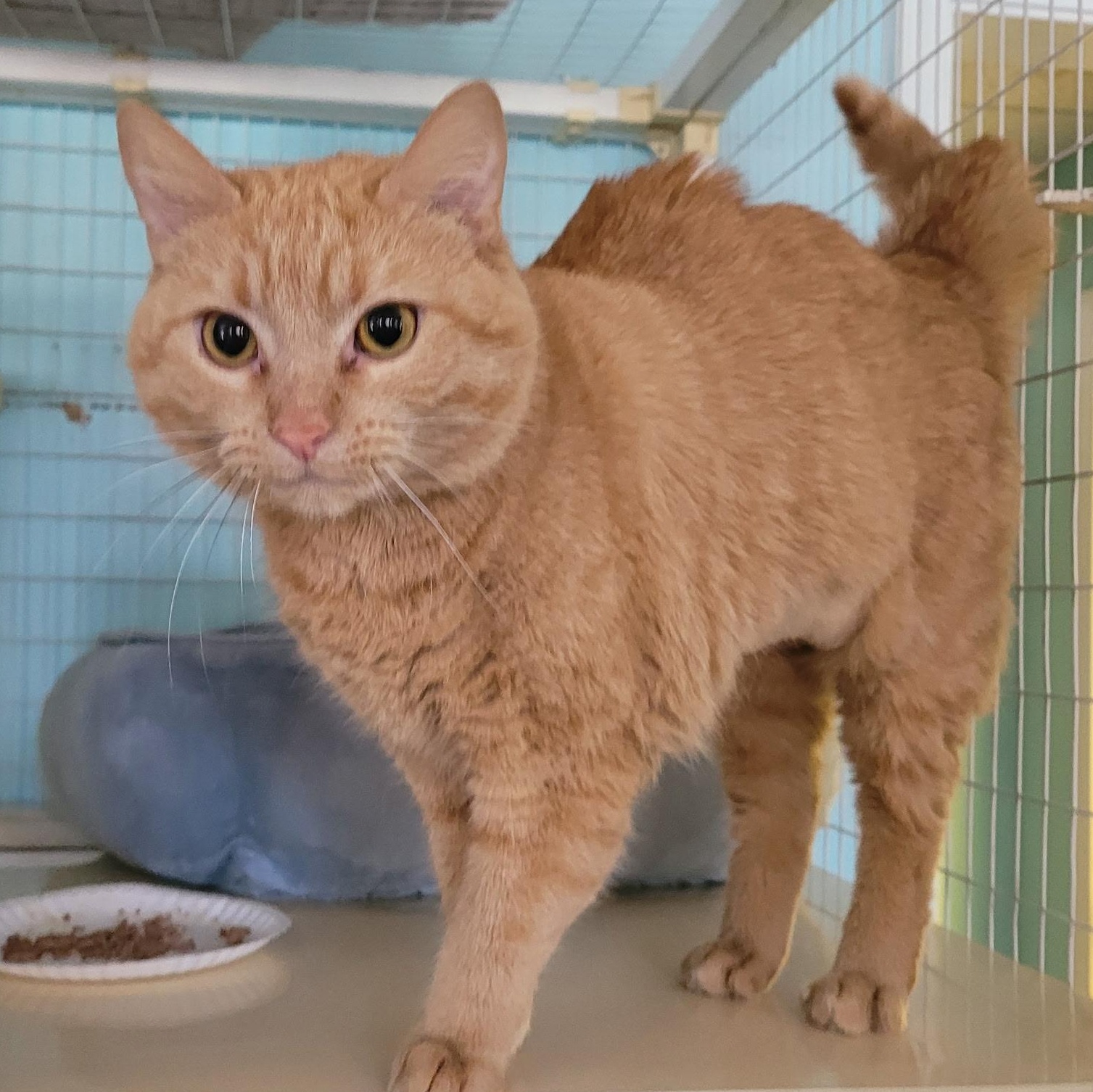 Hopscotch, adopted, Adult Female Domestic Medium Hair.