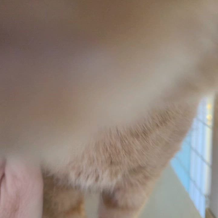 Enlarge Hopscotch, an adopted Domestic Medium Hair in Memphis, TN video 2/2