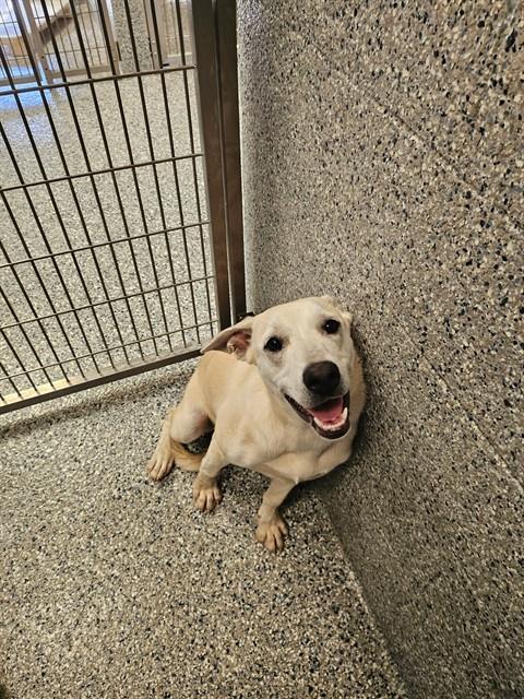 PHOEBE, Adoptable, Young Female Husky & German Shepherd Dog.