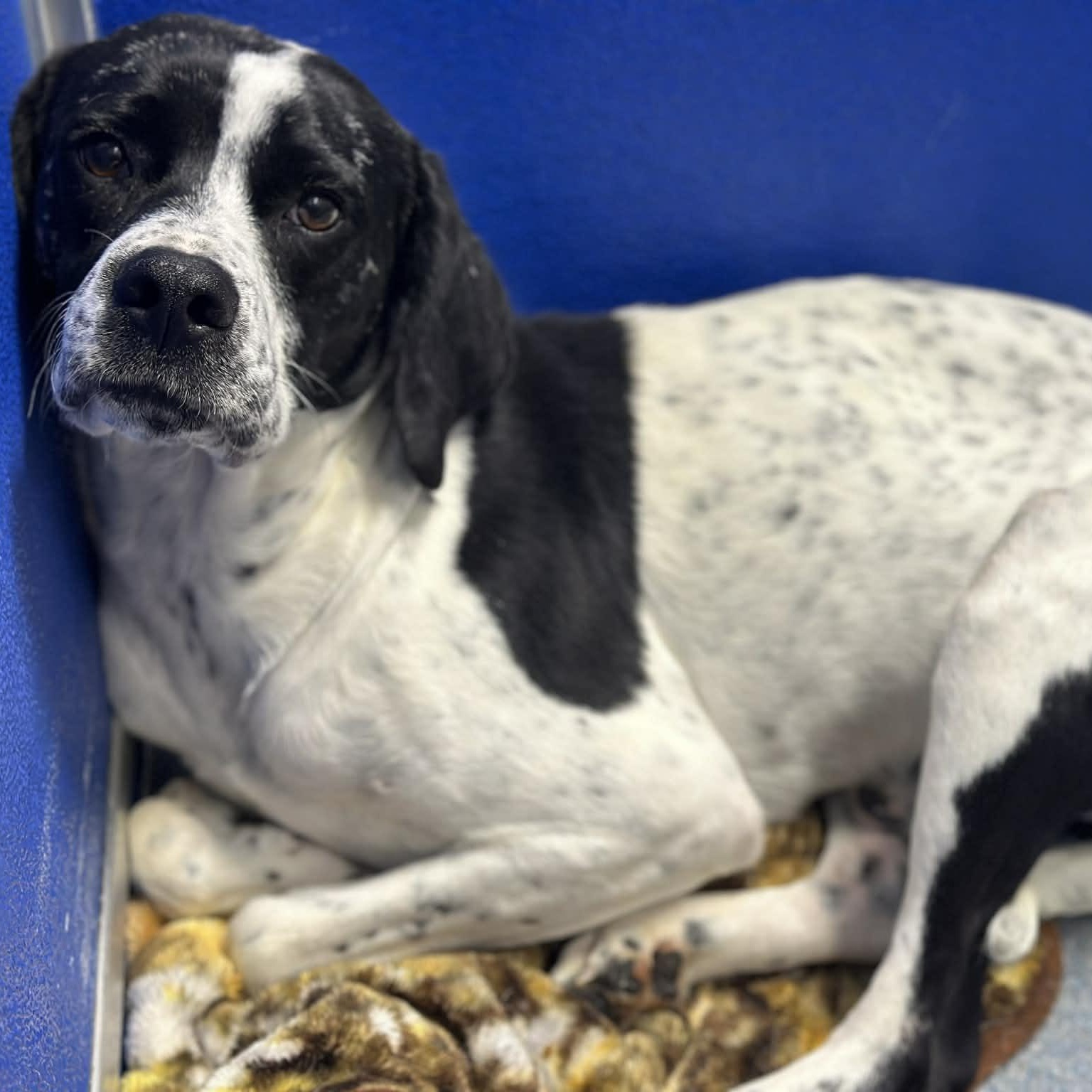 25-01788, ADOPTABLE, Adult Male Pointer.