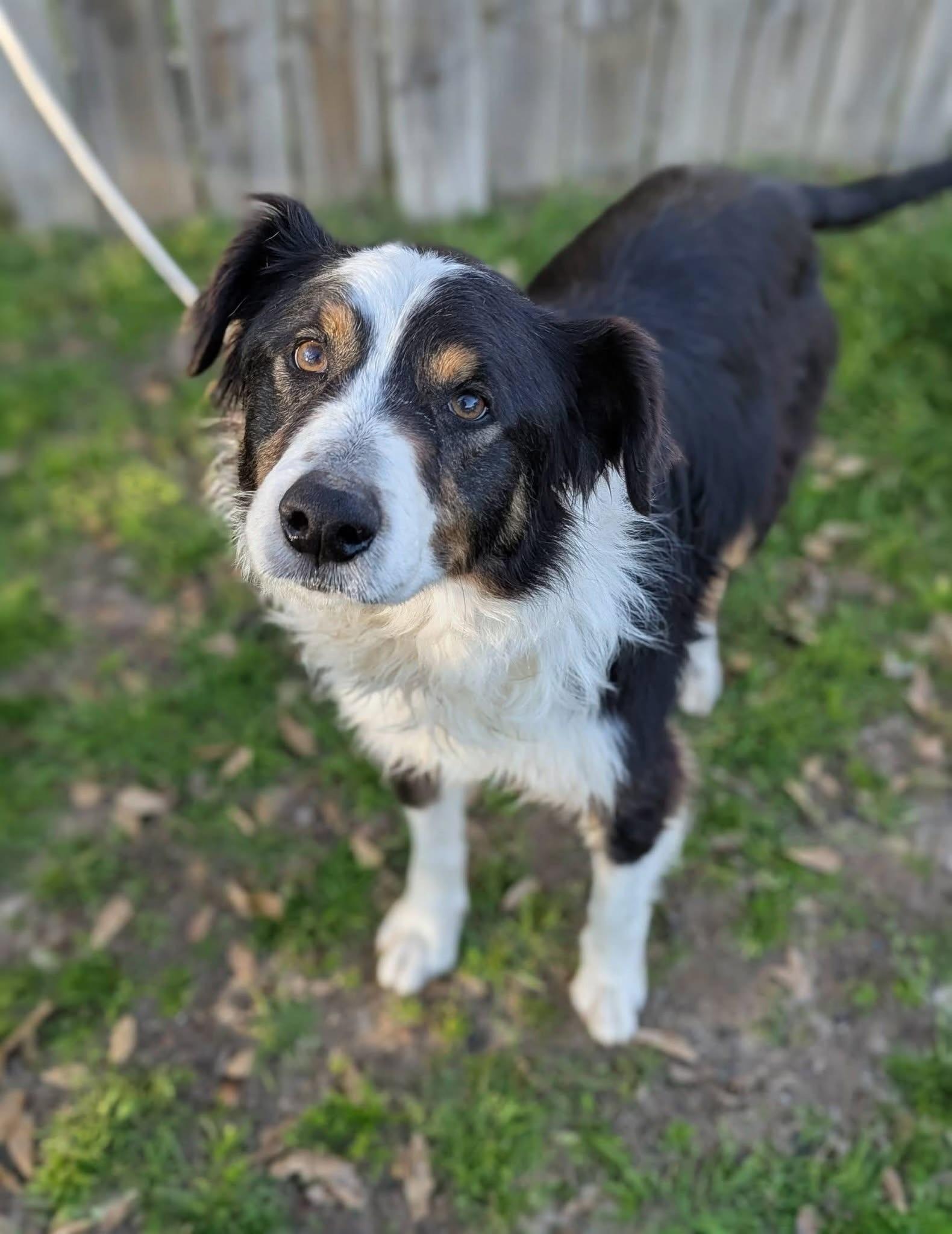 Enlarge Ross , a ADOPTABLE mixed breed in Mendham, NJ image 4/5