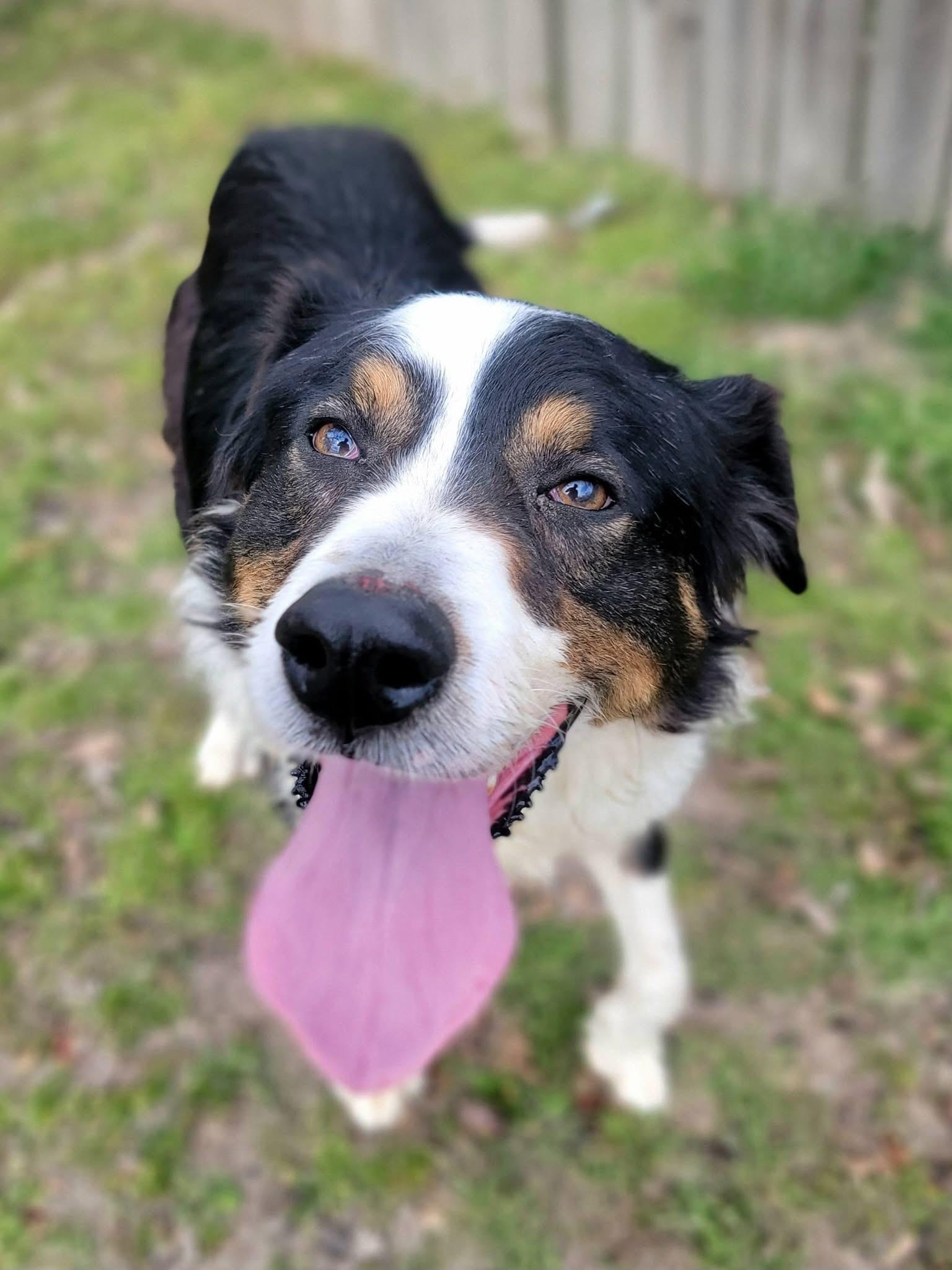 Enlarge Ross , a ADOPTABLE mixed breed in Mendham, NJ image 2/5