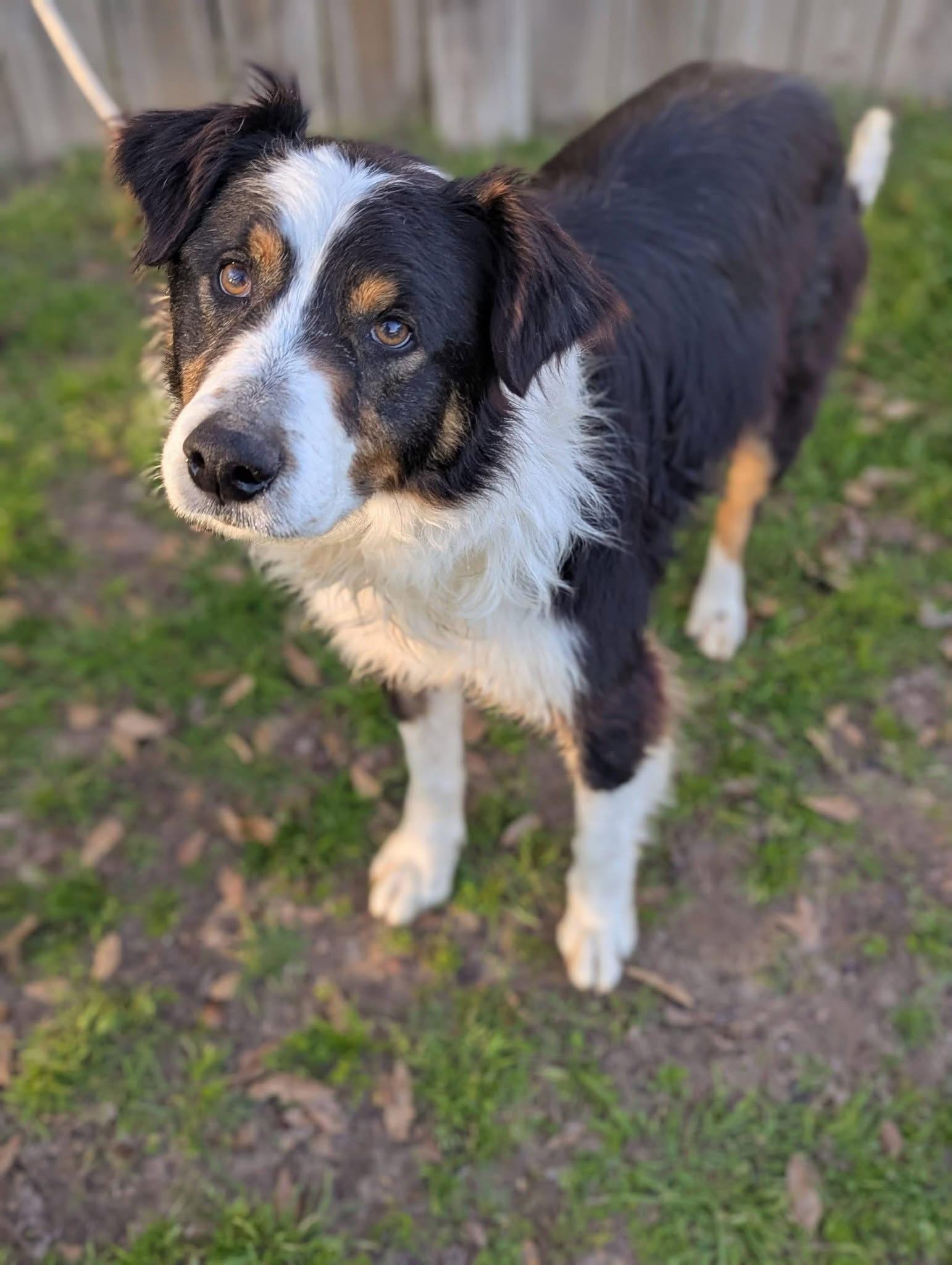Enlarge Ross , a ADOPTABLE mixed breed in Mendham, NJ image 3/5