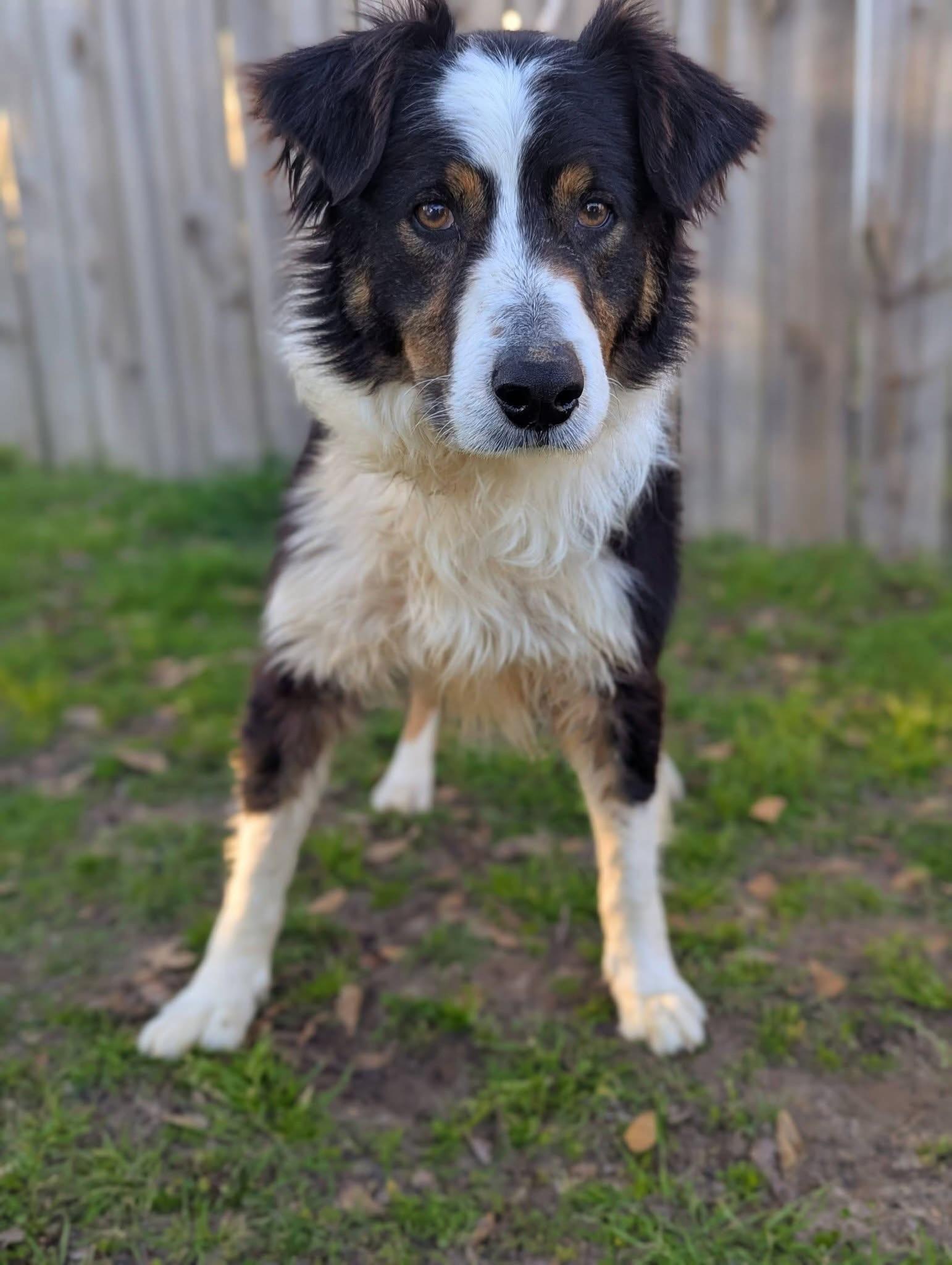 Enlarge Ross , a ADOPTABLE mixed breed in Mendham, NJ image 5/5