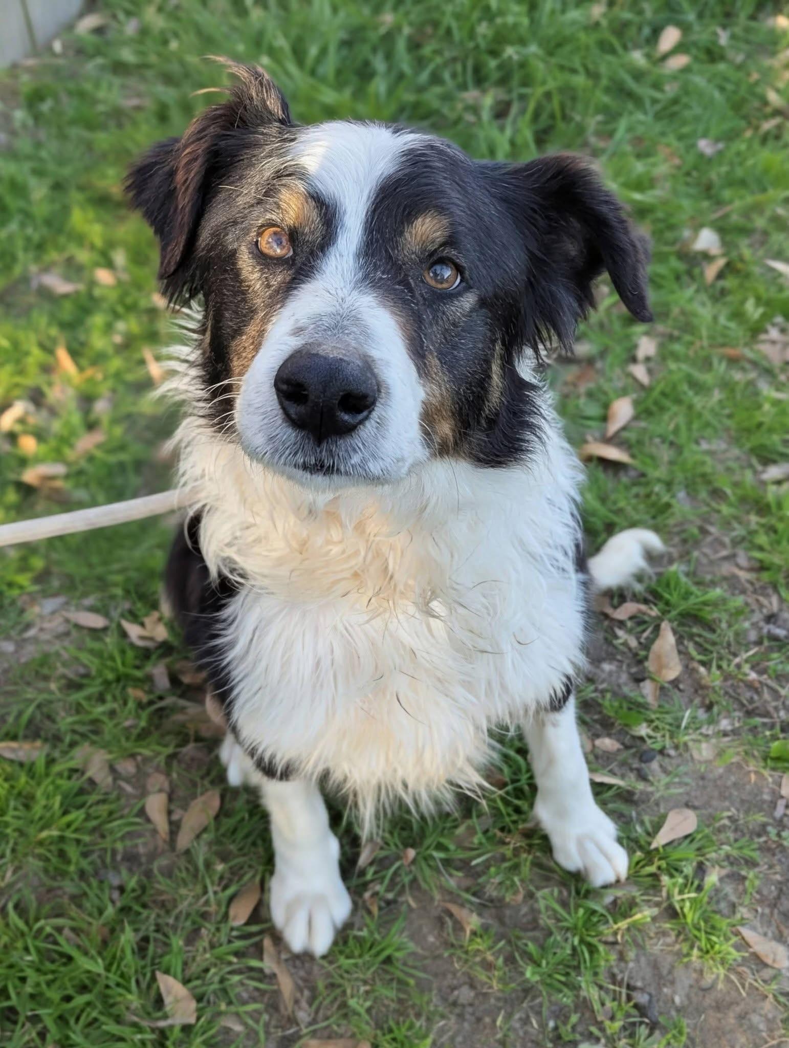 Ross , ADOPTABLE, Adult Male Australian Shepherd.