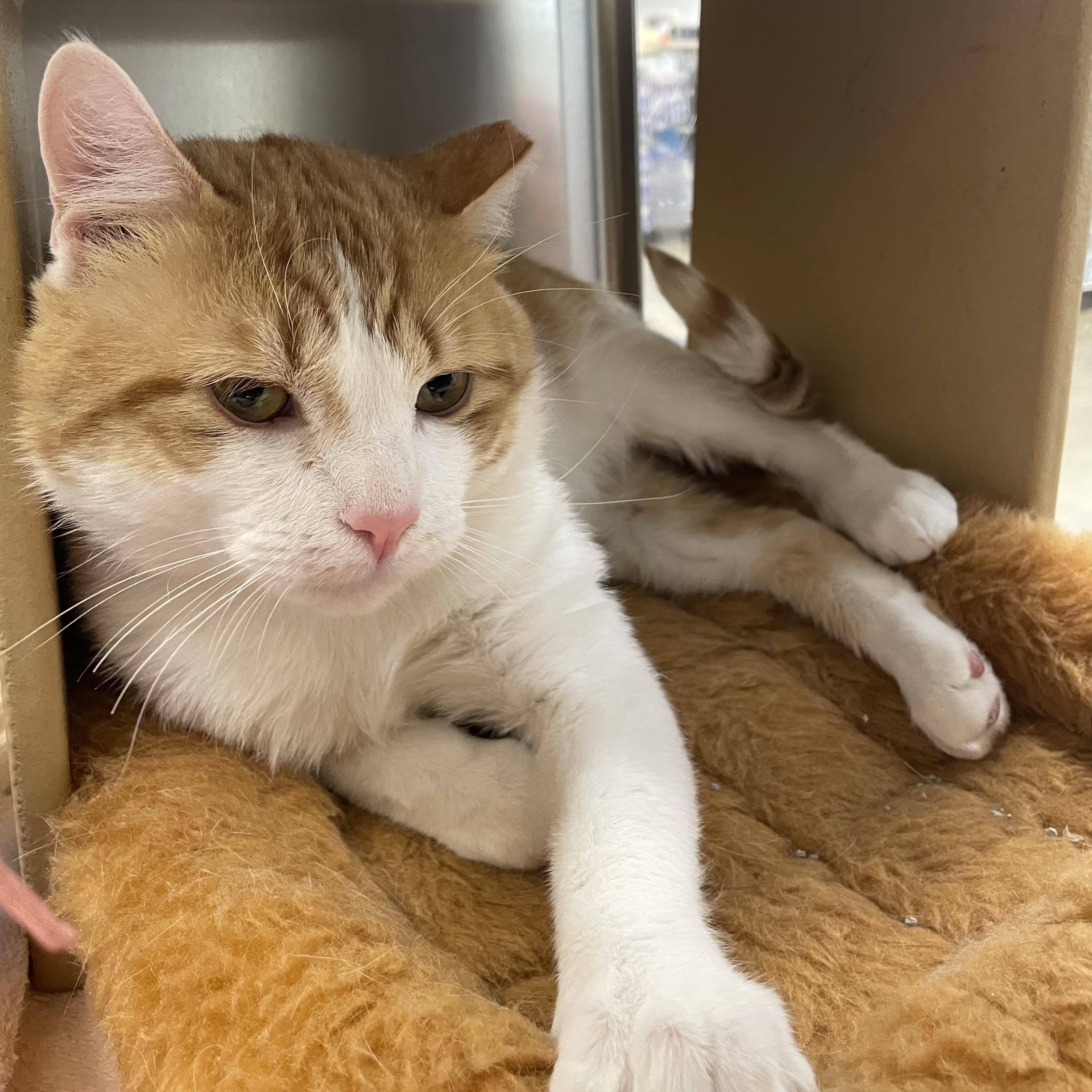 Merle, a ADOPTABLE Domestic Short Hair in Norwalk, CT image 1/2