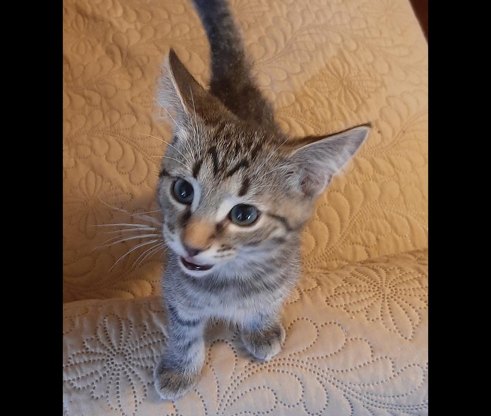 Joey, Adoptable, Kitten Male Tabby.
