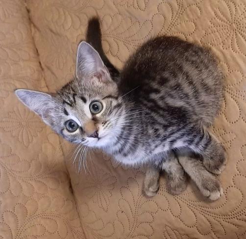 Enlarge Joey, a Adoptable Tabby in Redlands, CA image 2/2