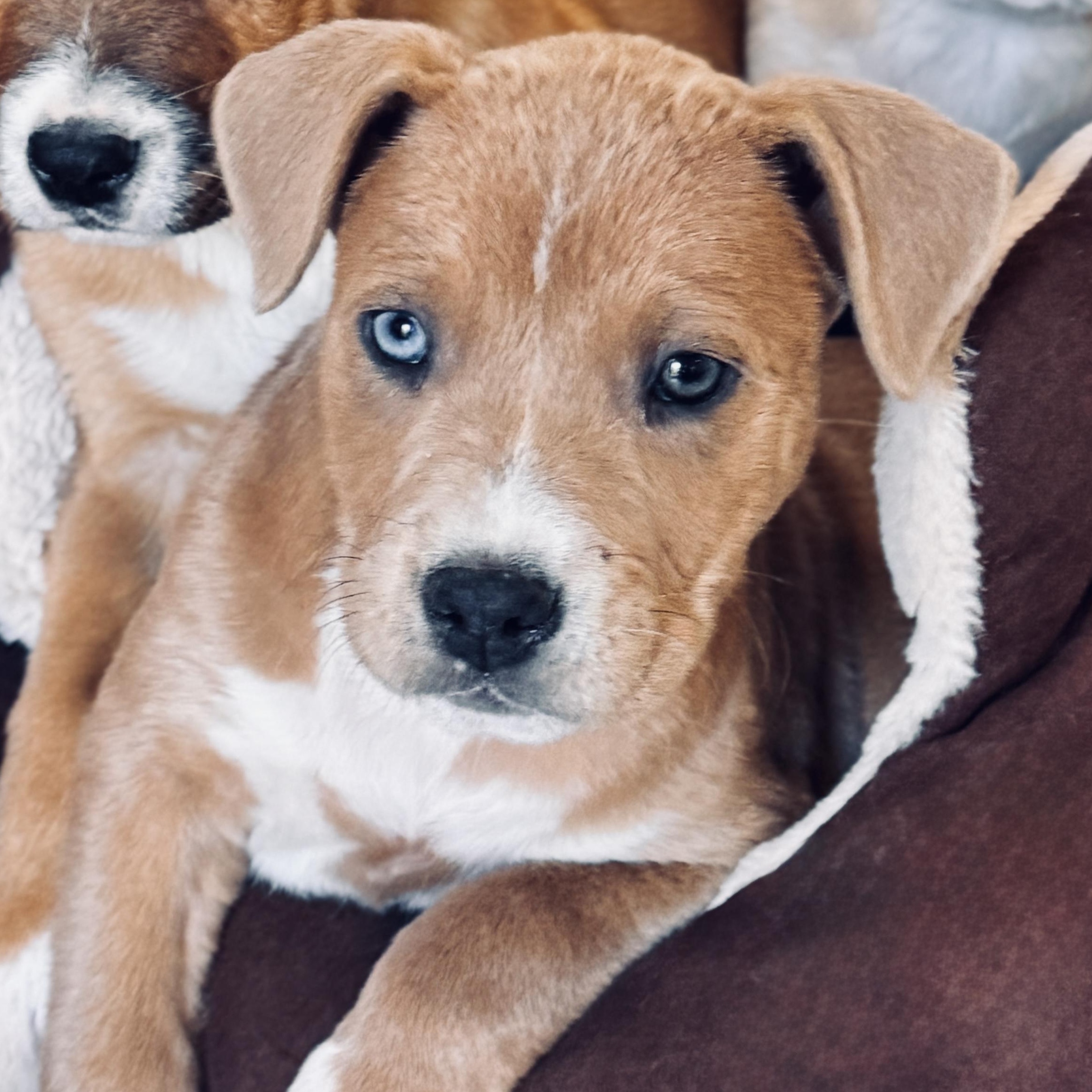 Chocolate Chunk Corn, a Adoptable mixed breed in SYLVANIA, GA image 3/6