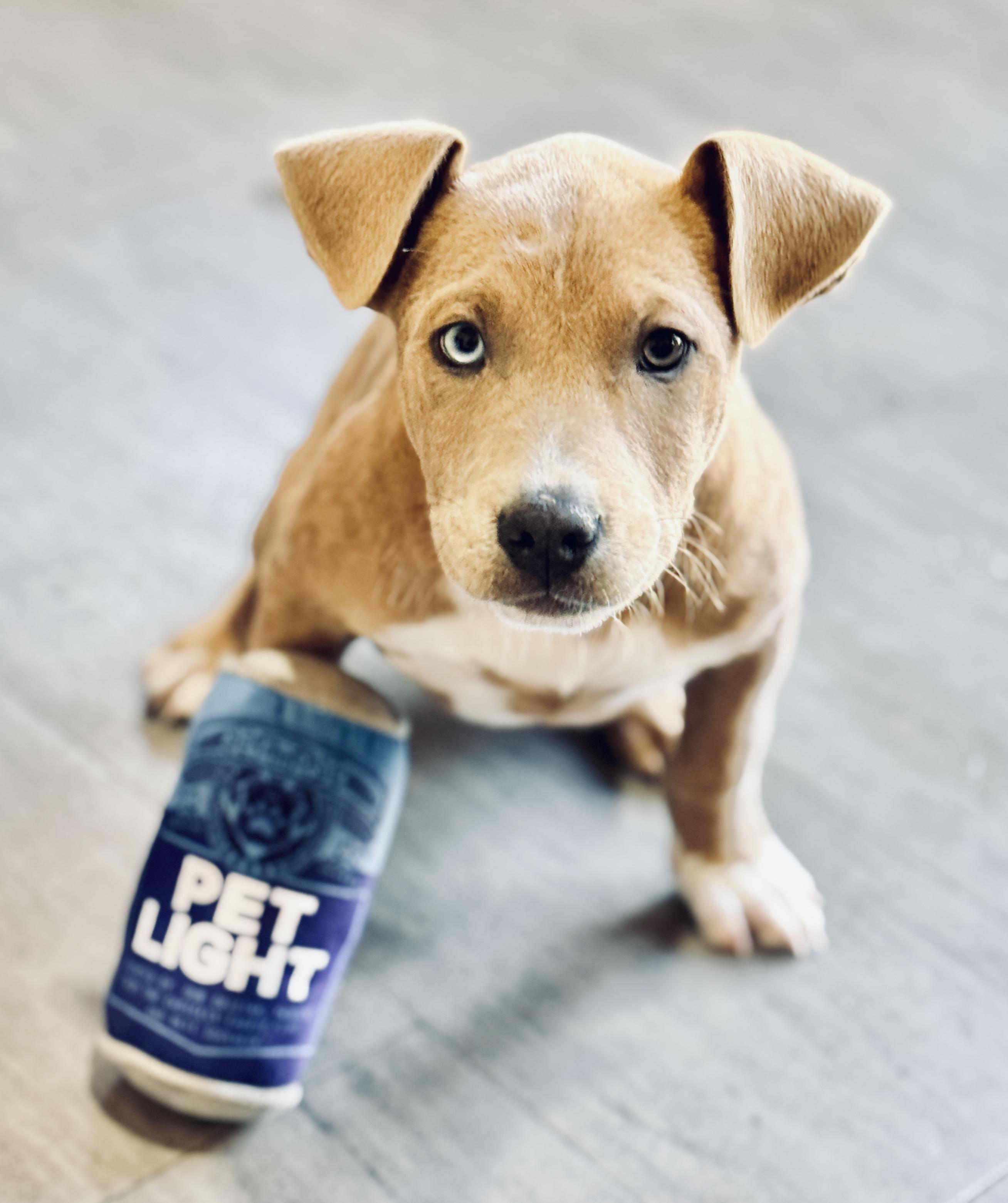 Chocolate Chunk Corn, a Adoptable mixed breed in SYLVANIA, GA image 5/6