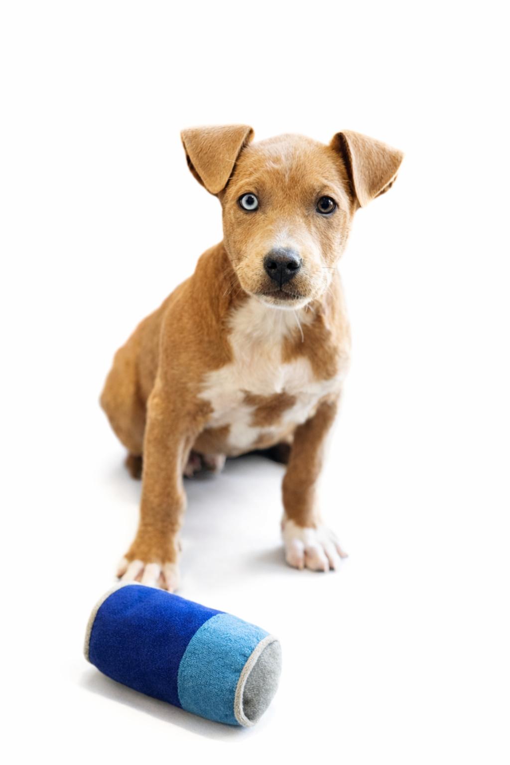 Chocolate Chunk Corn, Adoptable, Puppy Male Mixed Breed.