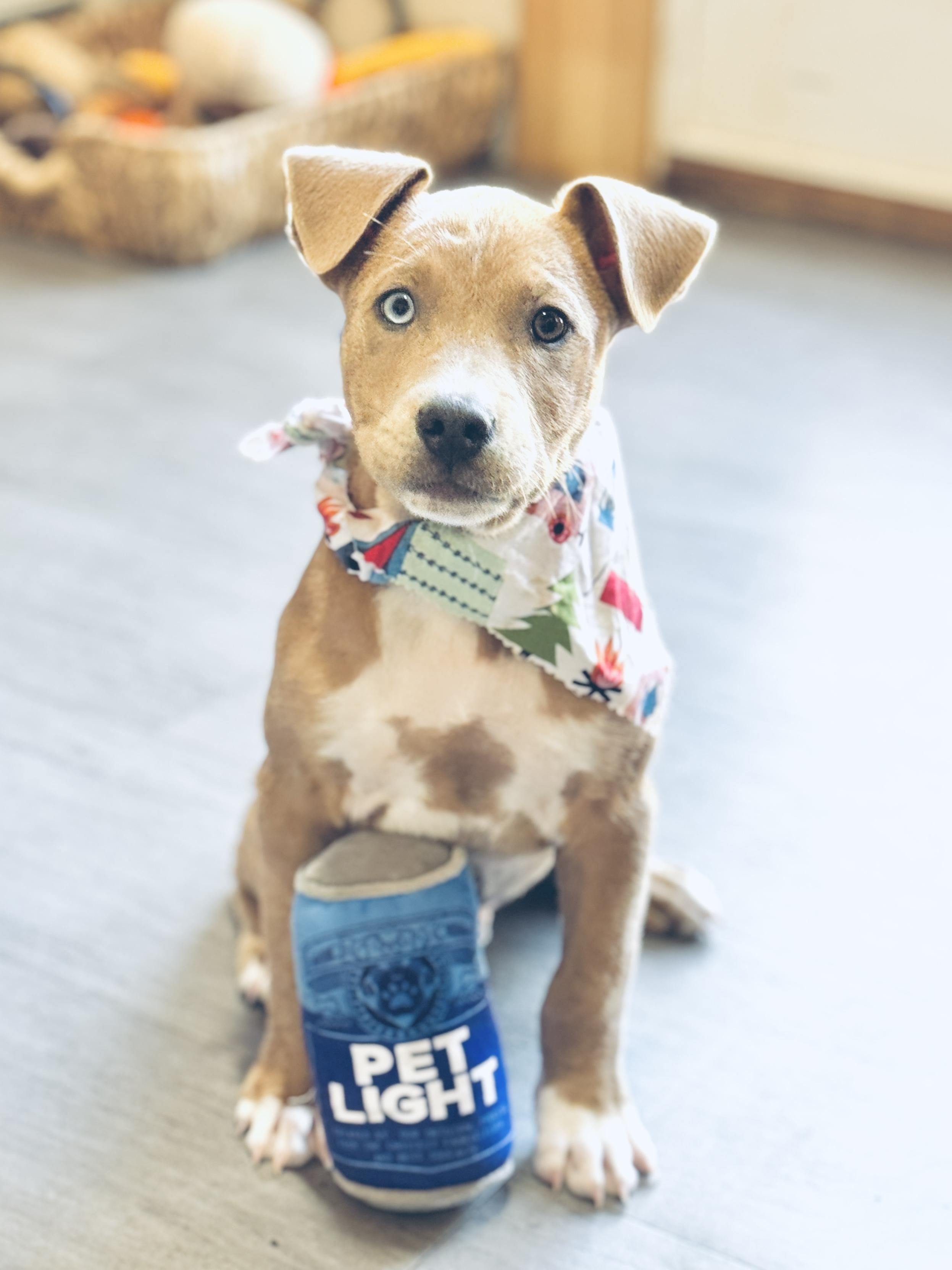 Chocolate Chunk Corn, Adoptable, Puppy Male Yellow Labrador Retriever.