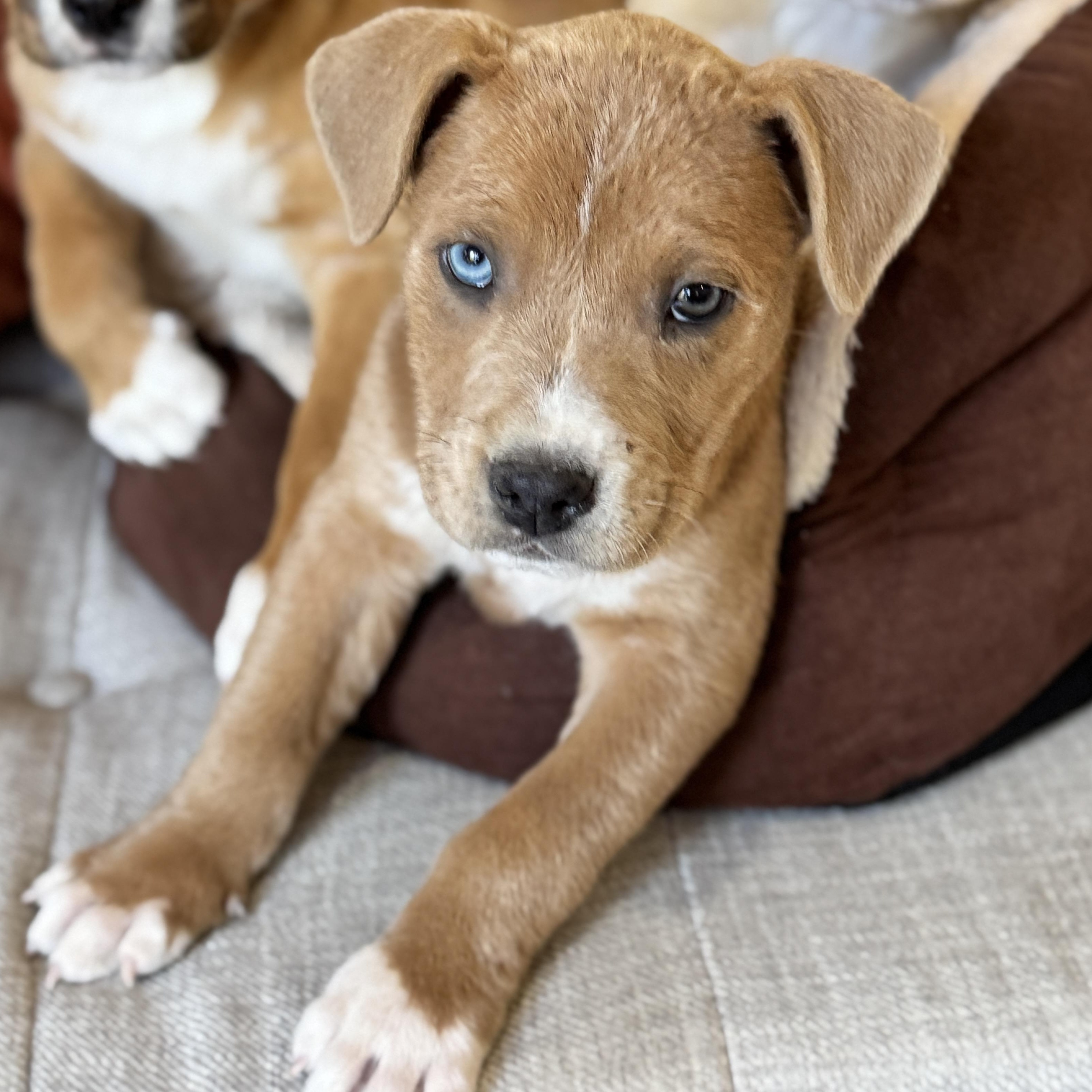 Chocolate Chunk Corn, a Adoptable mixed breed in SYLVANIA, GA image 4/6