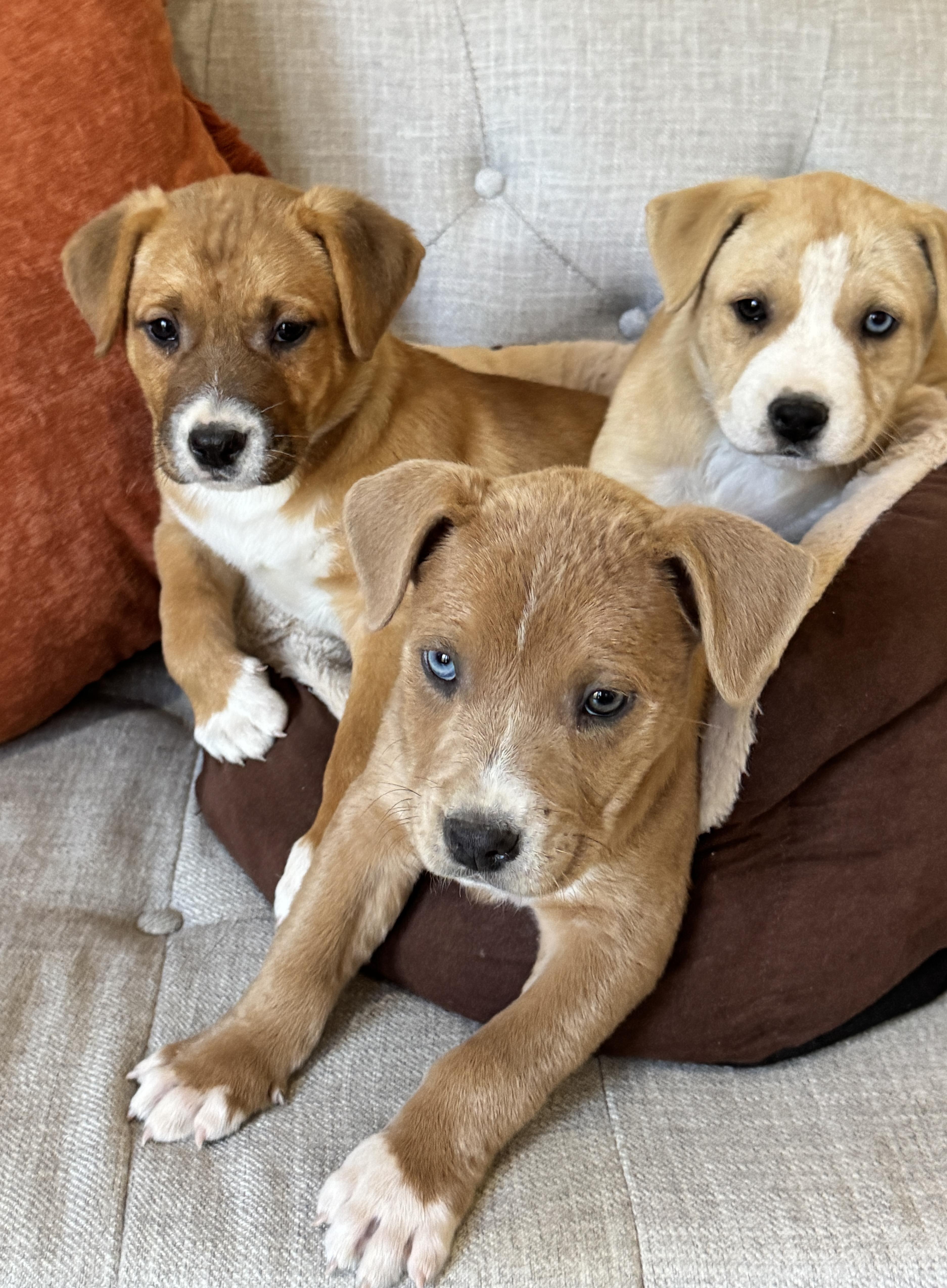 Chocolate Chunk Corn, a Adoptable mixed breed in SYLVANIA, GA image 6/6