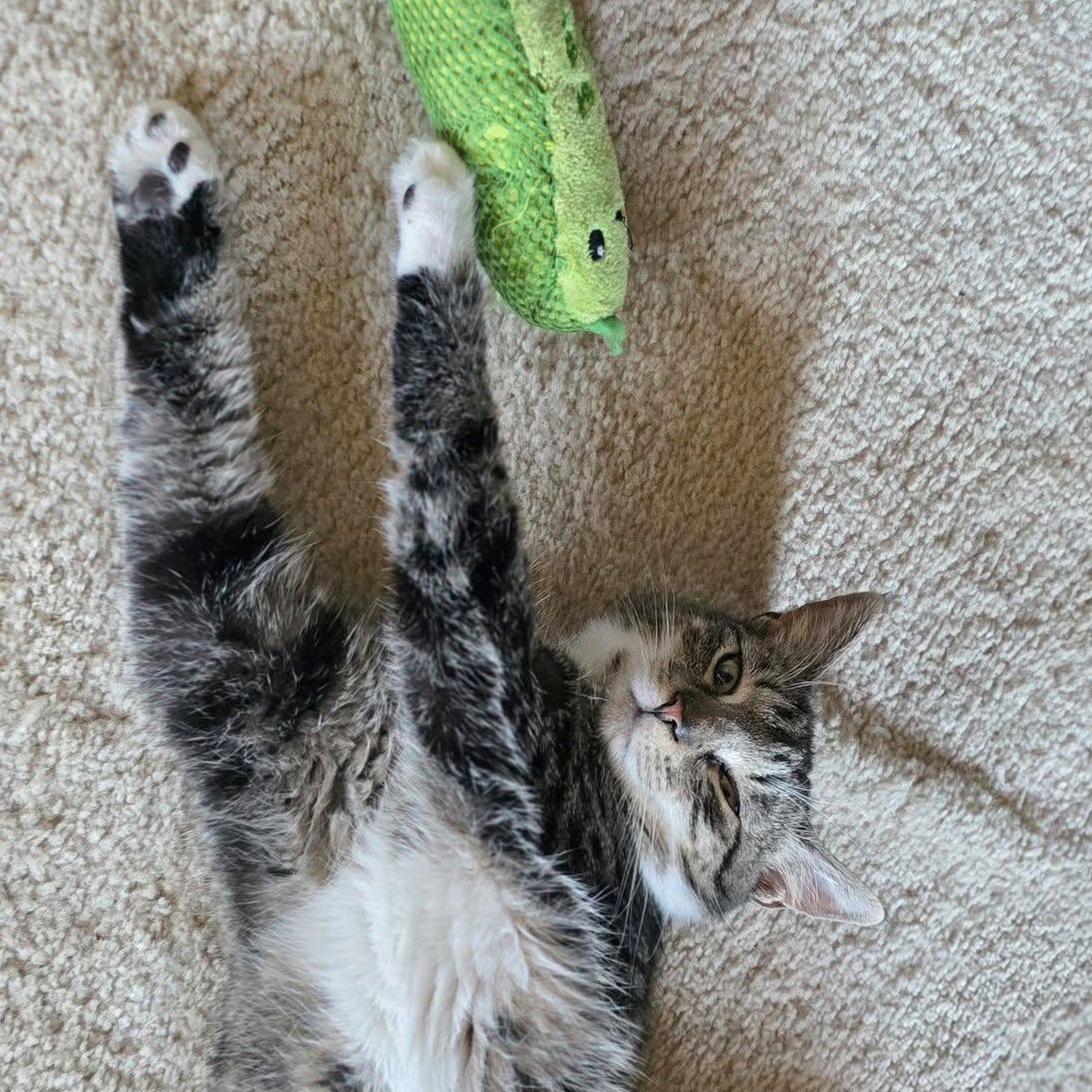 Enlarge Bailey, a Adoptable mixed breed in Harrisburg, PA image 2/6