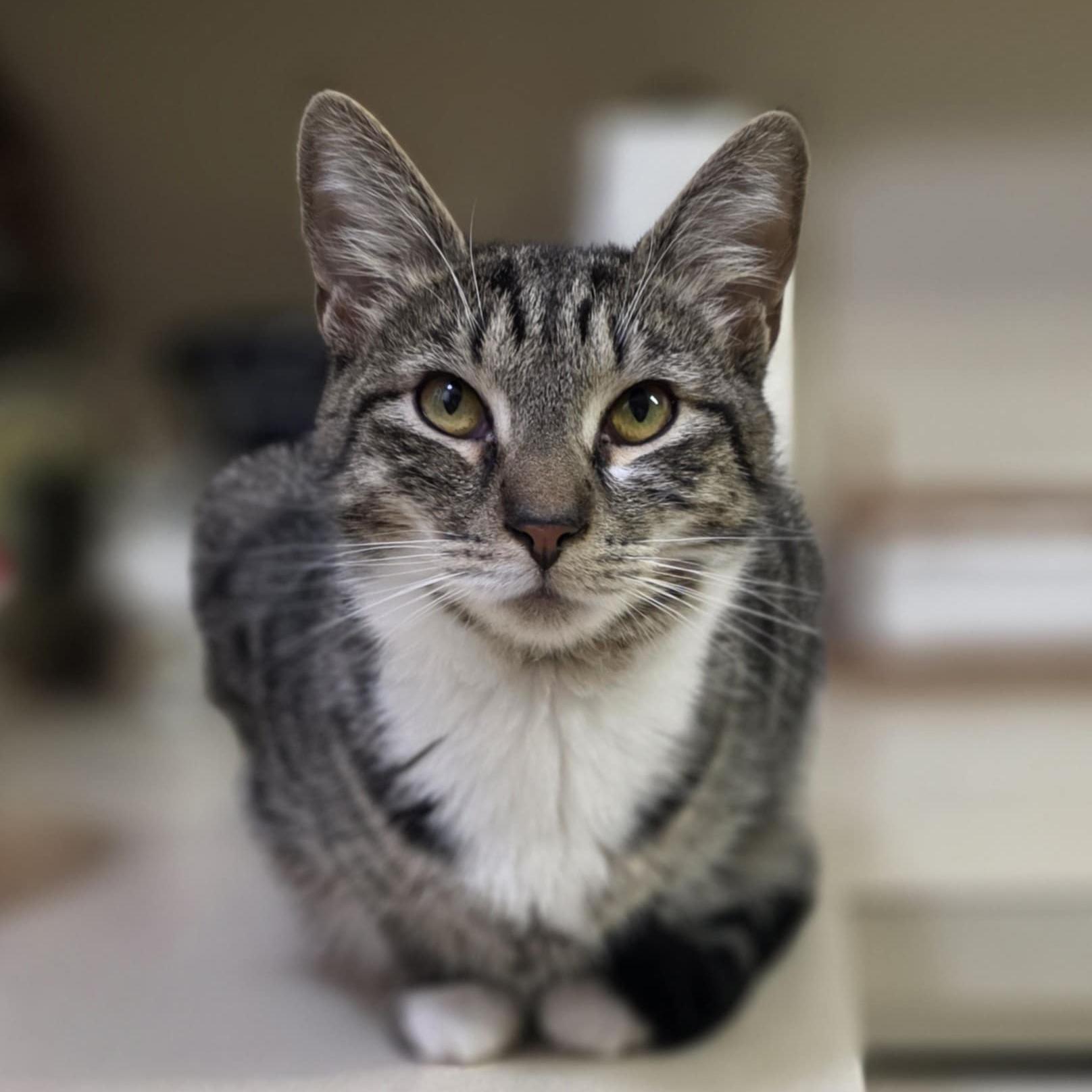 Enlarge Bailey, a Adoptable mixed breed in Harrisburg, PA image 1/6