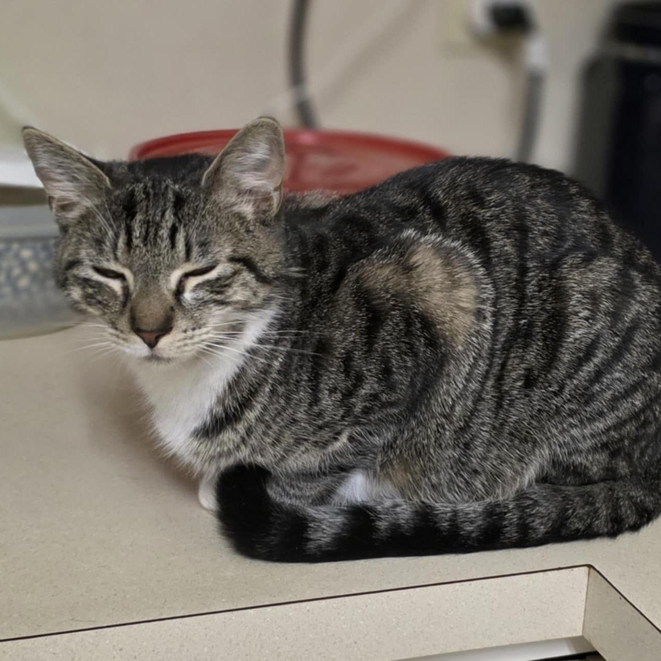 Enlarge Bailey, a Adoptable mixed breed in Harrisburg, PA image 3/6