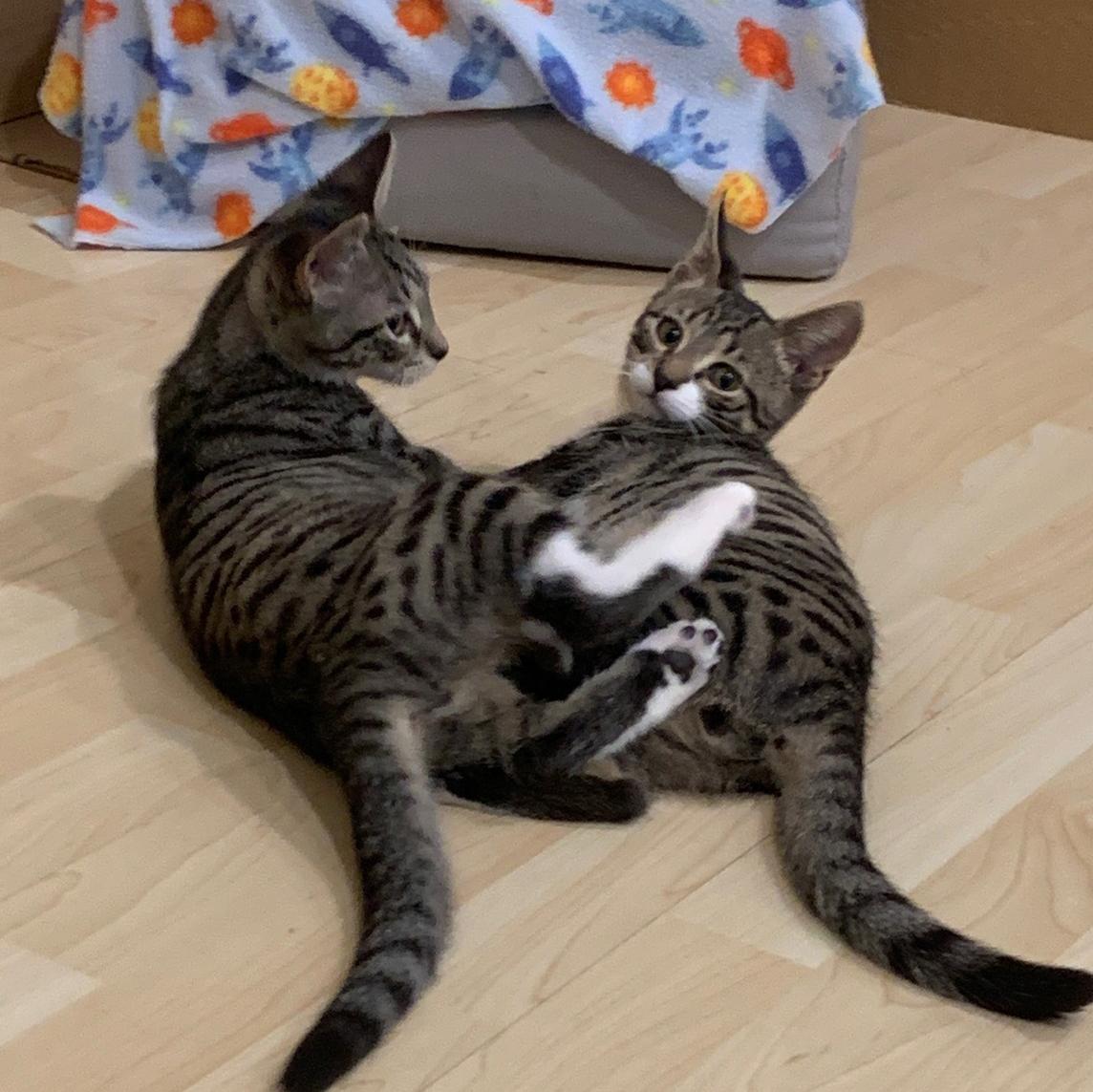 Enlarge Bailey, a Adoptable mixed breed in Harrisburg, PA image 6/6