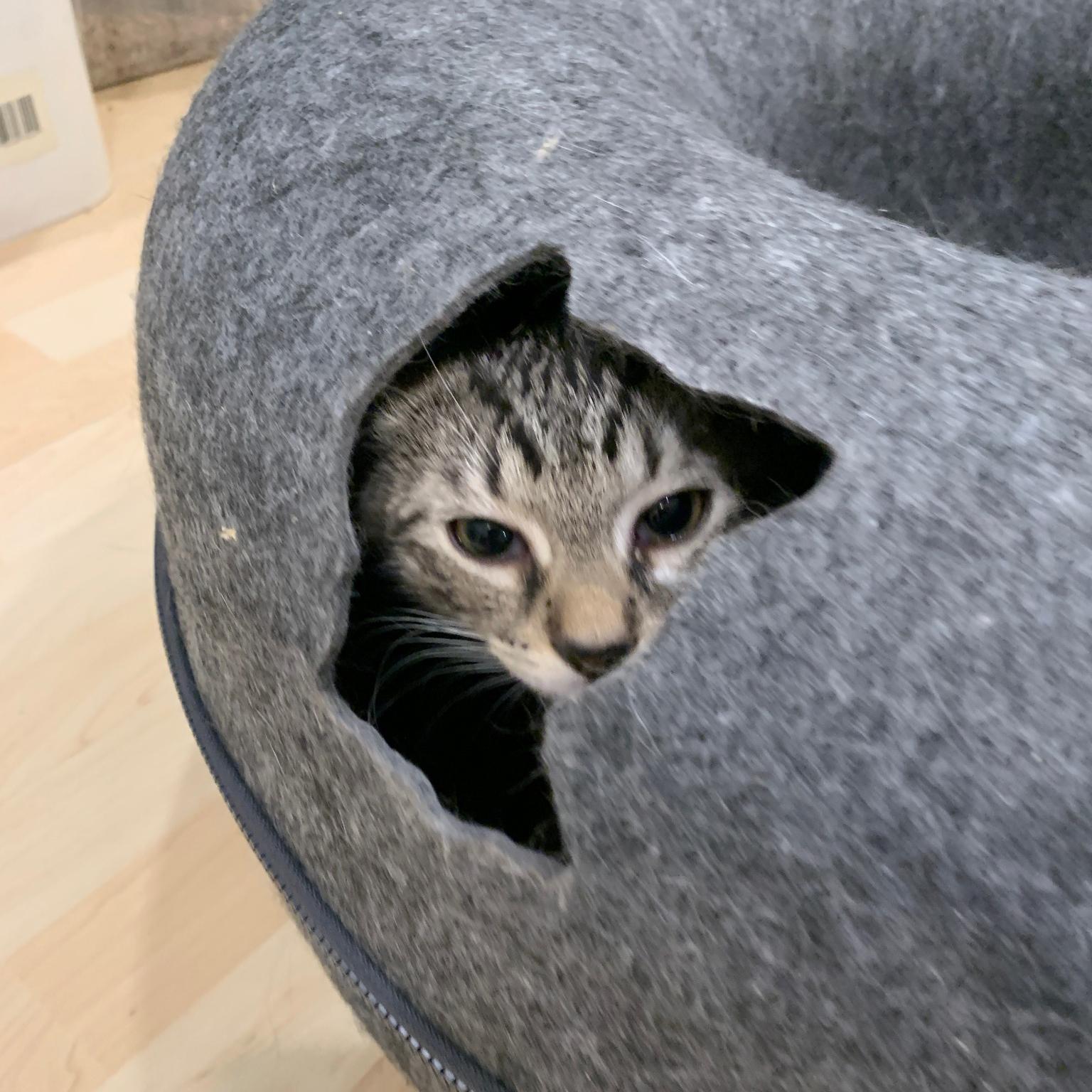 Enlarge Bailey, a Adoptable mixed breed in Harrisburg, PA image 5/6