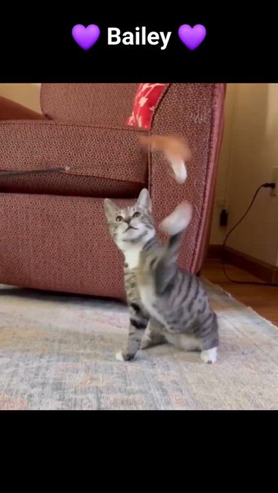 Enlarge Bailey, a Adoptable mixed breed in Harrisburg, PA video 4/6