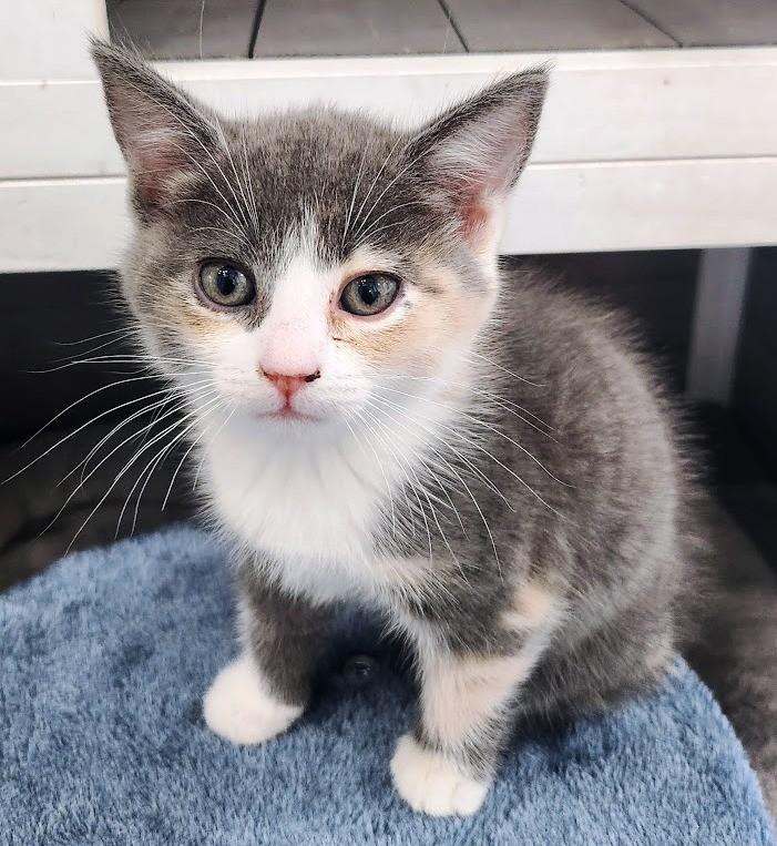 Dora, ADOPTABLE, Young Female Domestic Medium Hair.