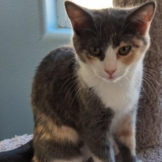 Dora, Adopted, Young Female Domestic Medium Hair.