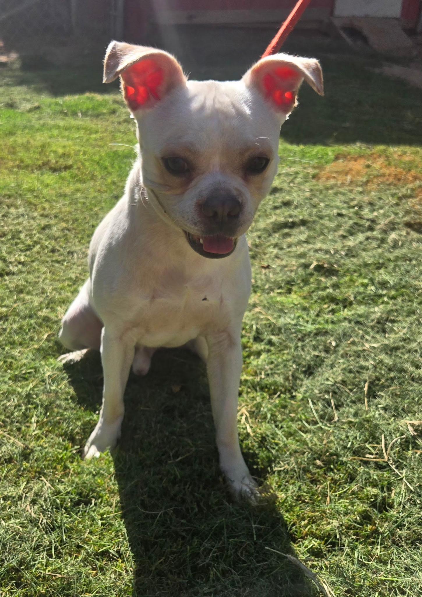 Enlarge BEAU 425, a Adoptable mixed breed in Milwaukee, WI image 1/3