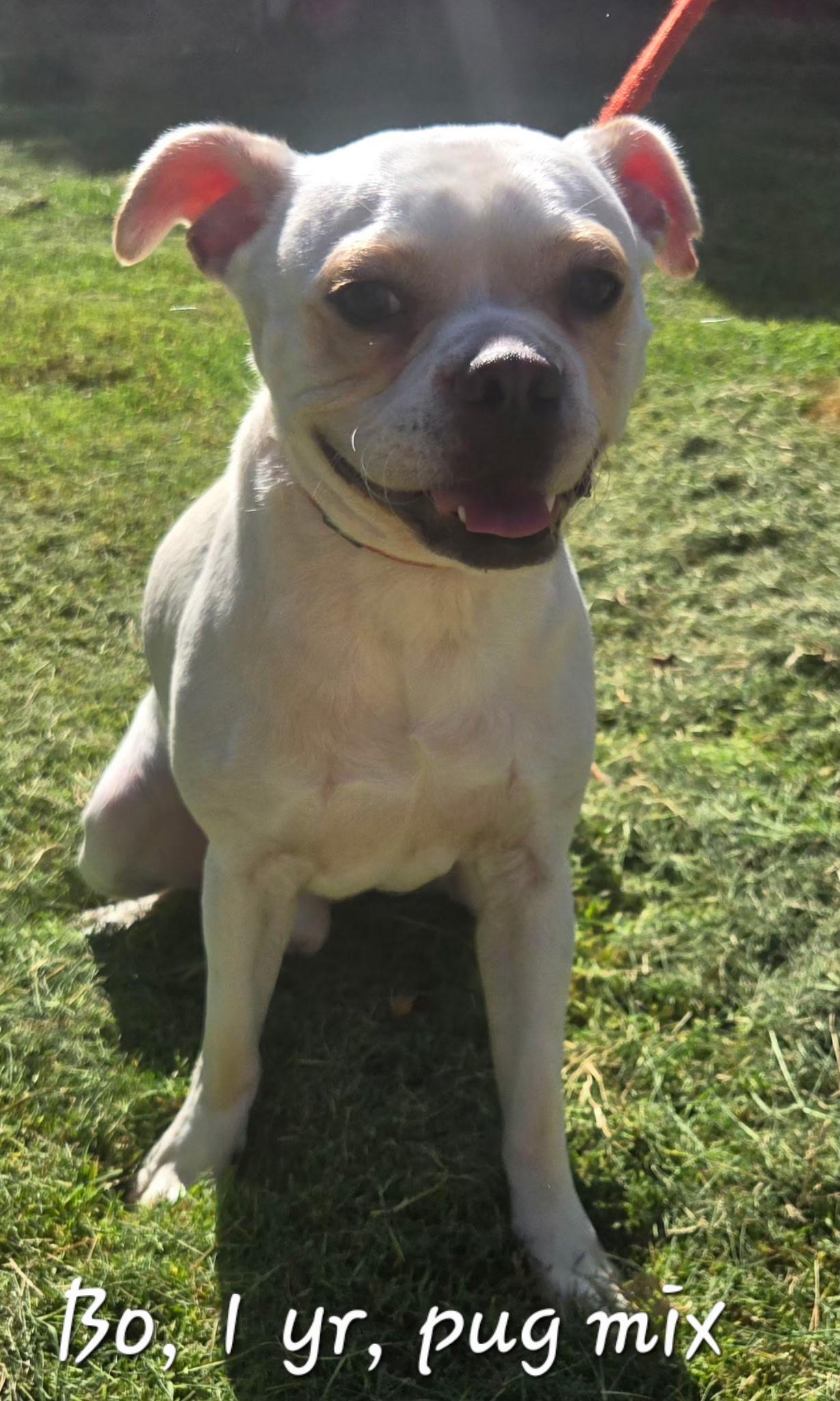 Enlarge BEAU 425, a Adoptable mixed breed in Milwaukee, WI image 2/3