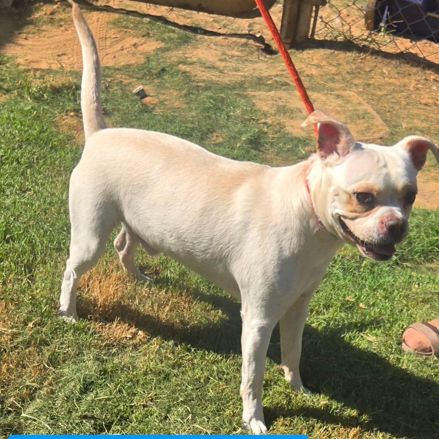 Enlarge BEAU 425, a Adoptable mixed breed in Milwaukee, WI image 3/3